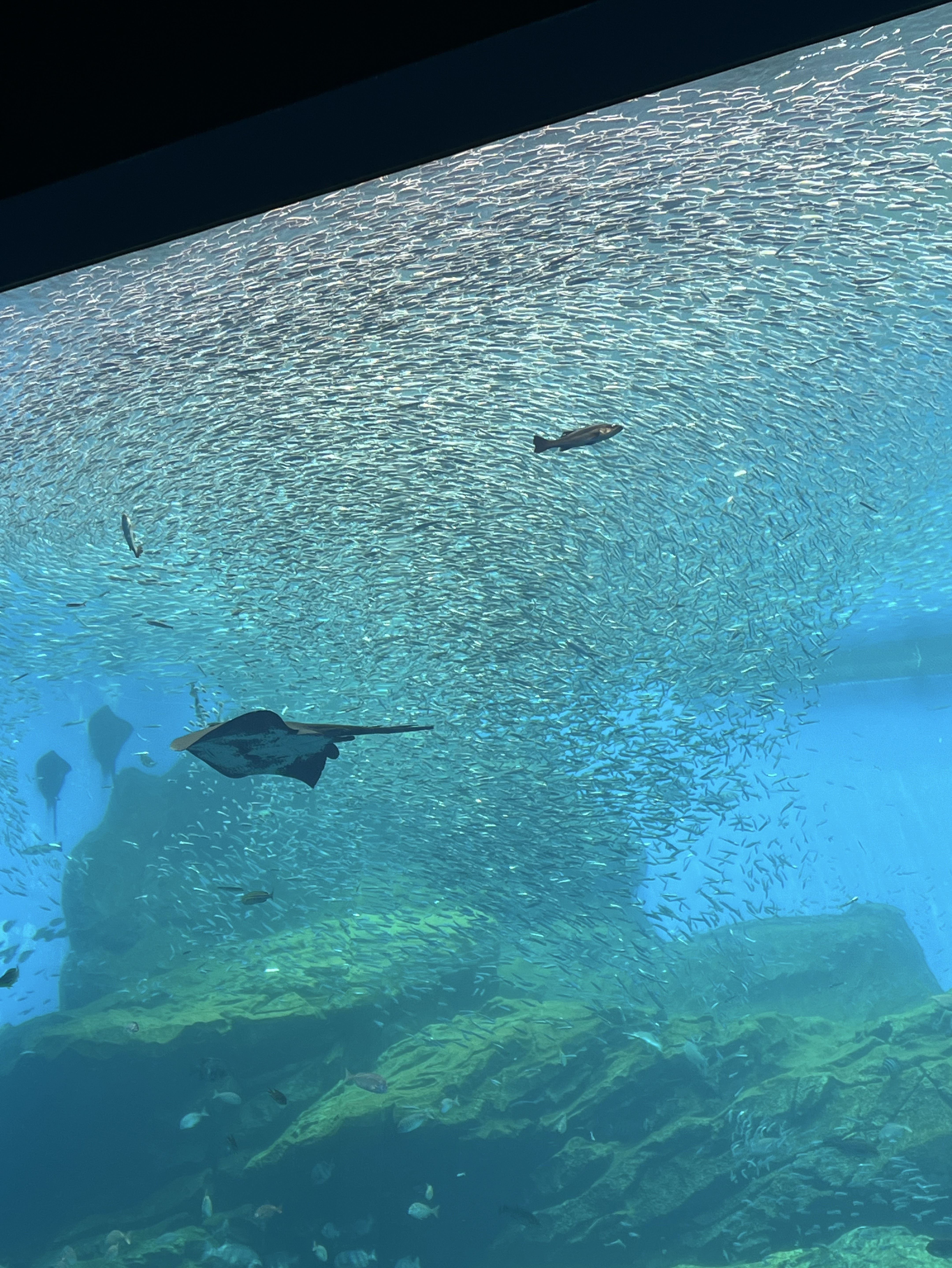 初潜○ おはよ🌻