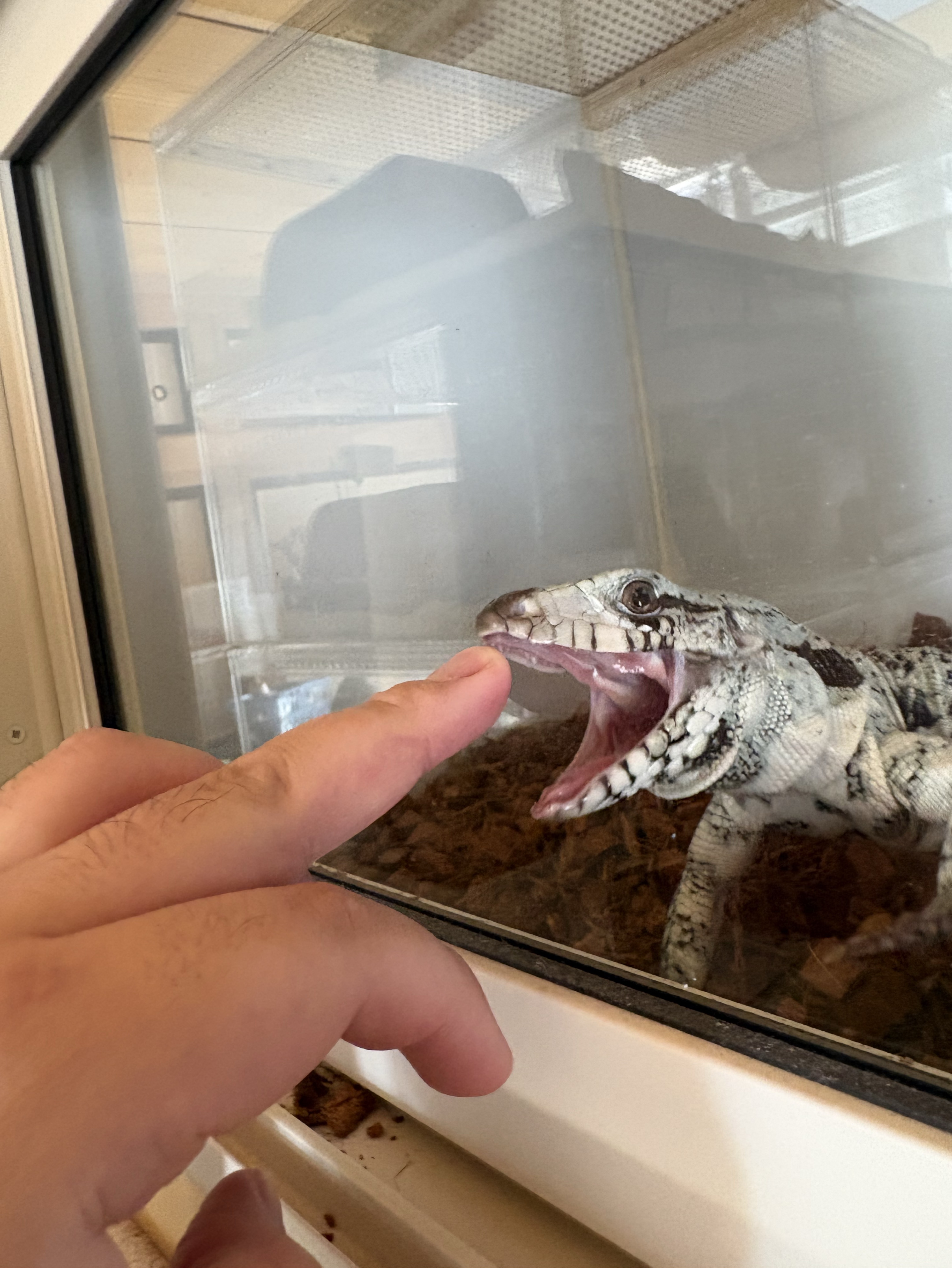 爬虫類の世話 垂れ流し