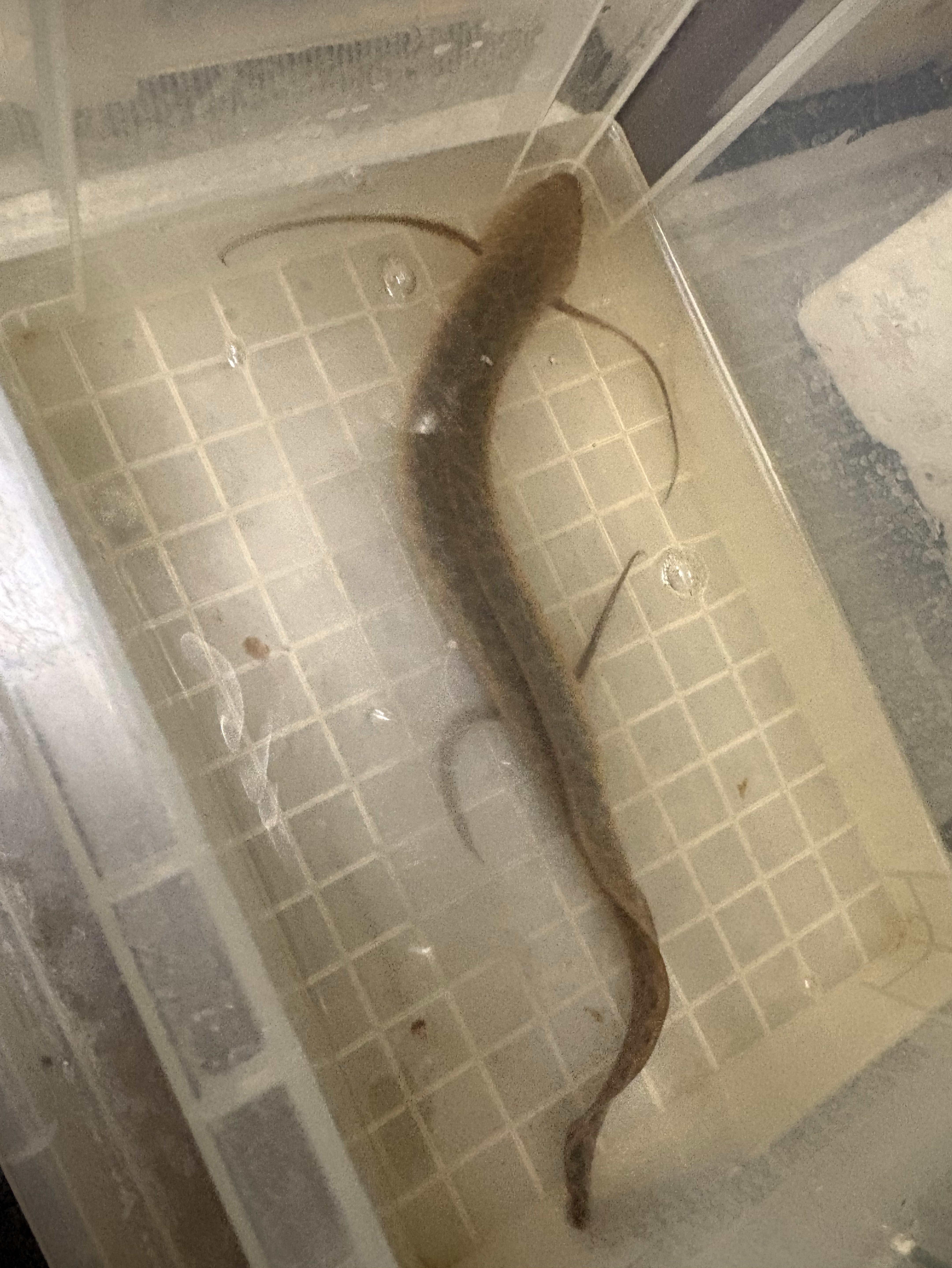 爬虫類の世話 垂れ流し