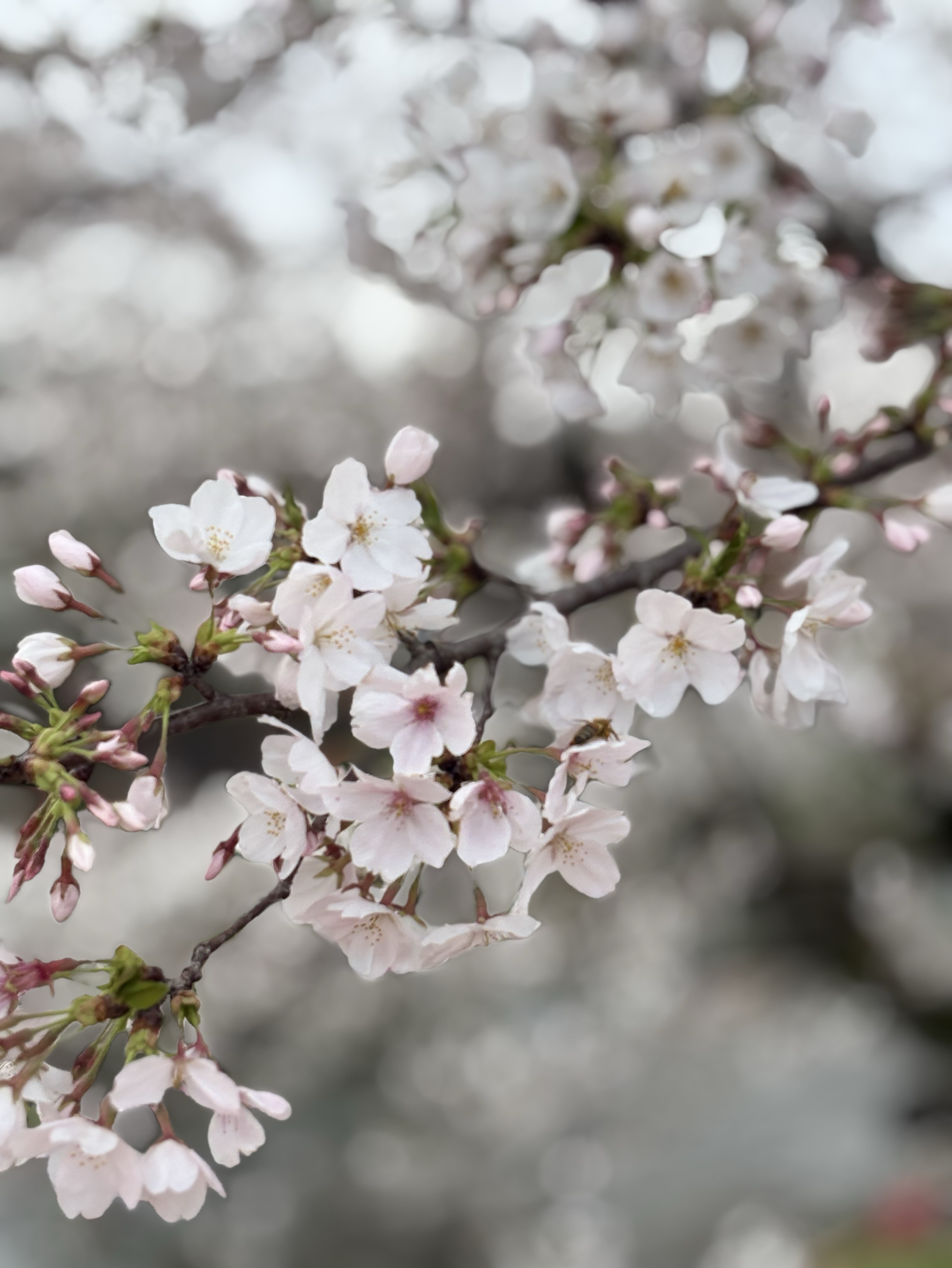 初寝潜･♡落ち･流れ星◎おはよう❣️