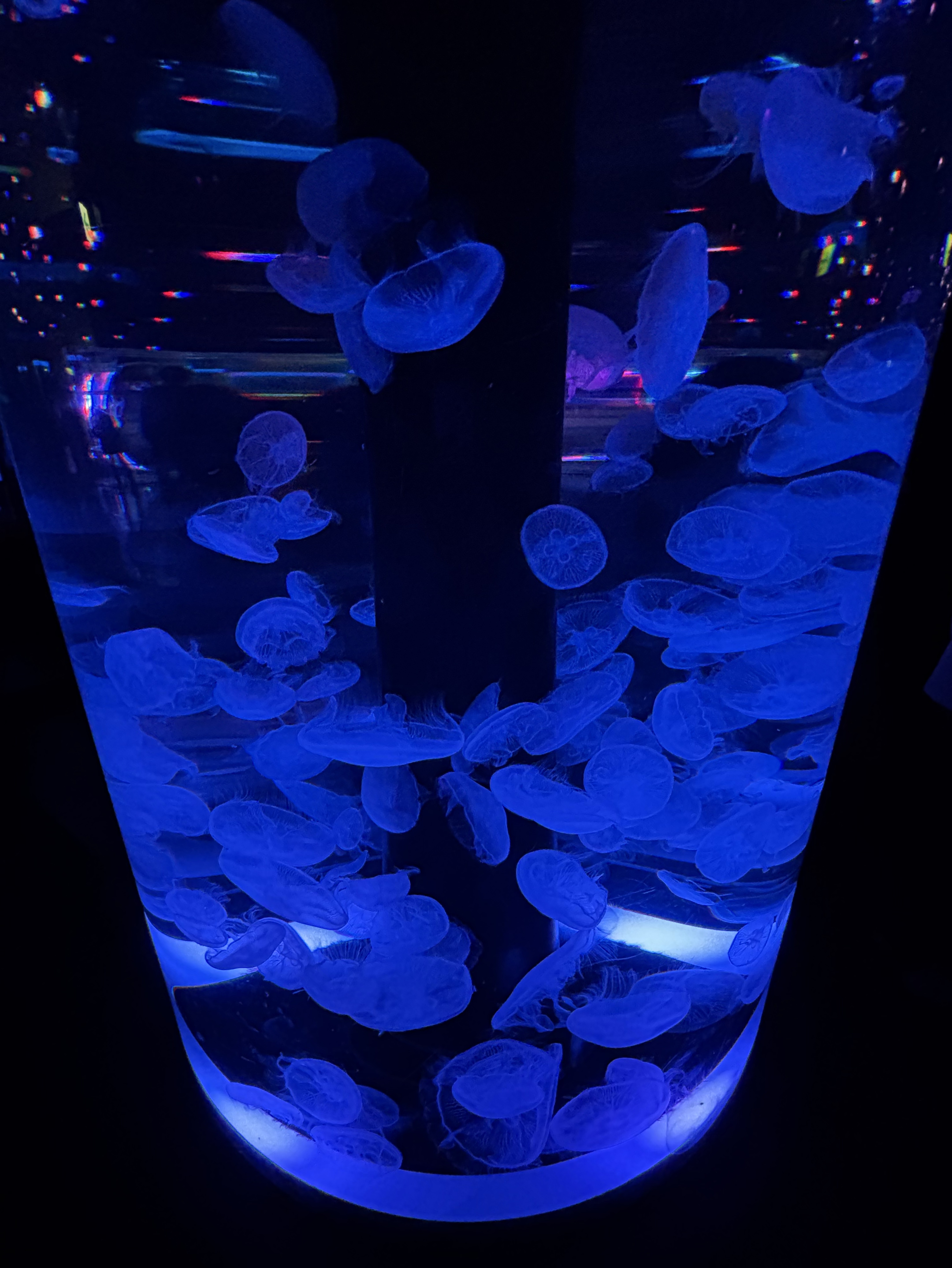 海月とお話しませんか？🪼勉強中…