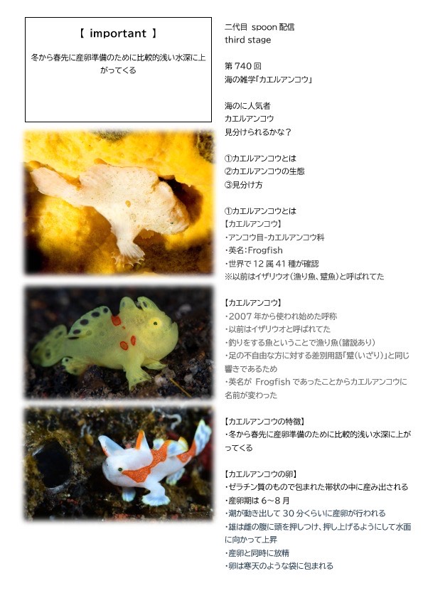 第740回／カエルアンコウ／潜〇初◎