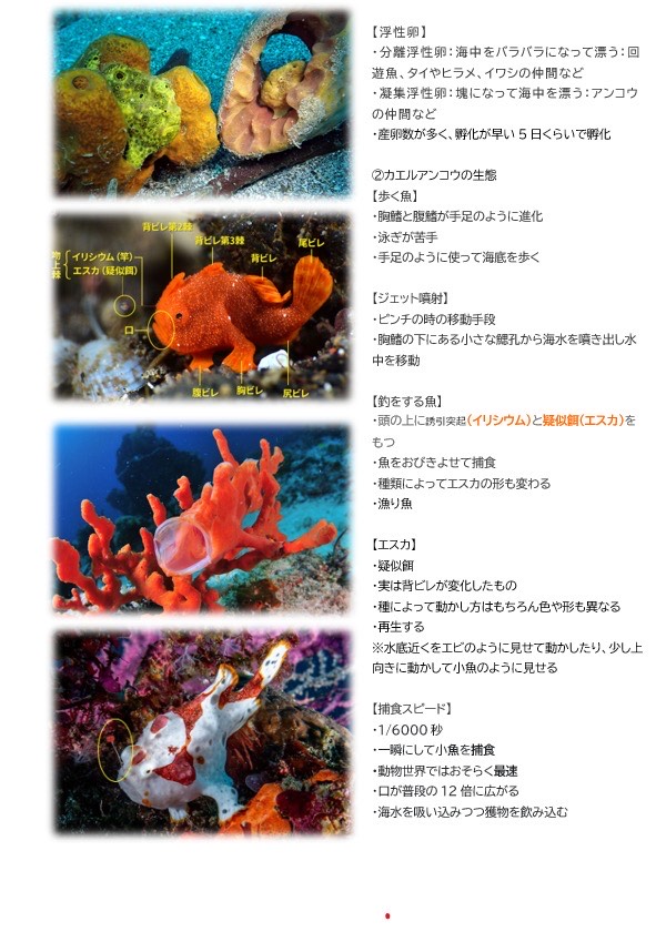 第740回／カエルアンコウ／潜〇初◎