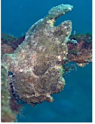 第740回／カエルアンコウ／潜〇初◎