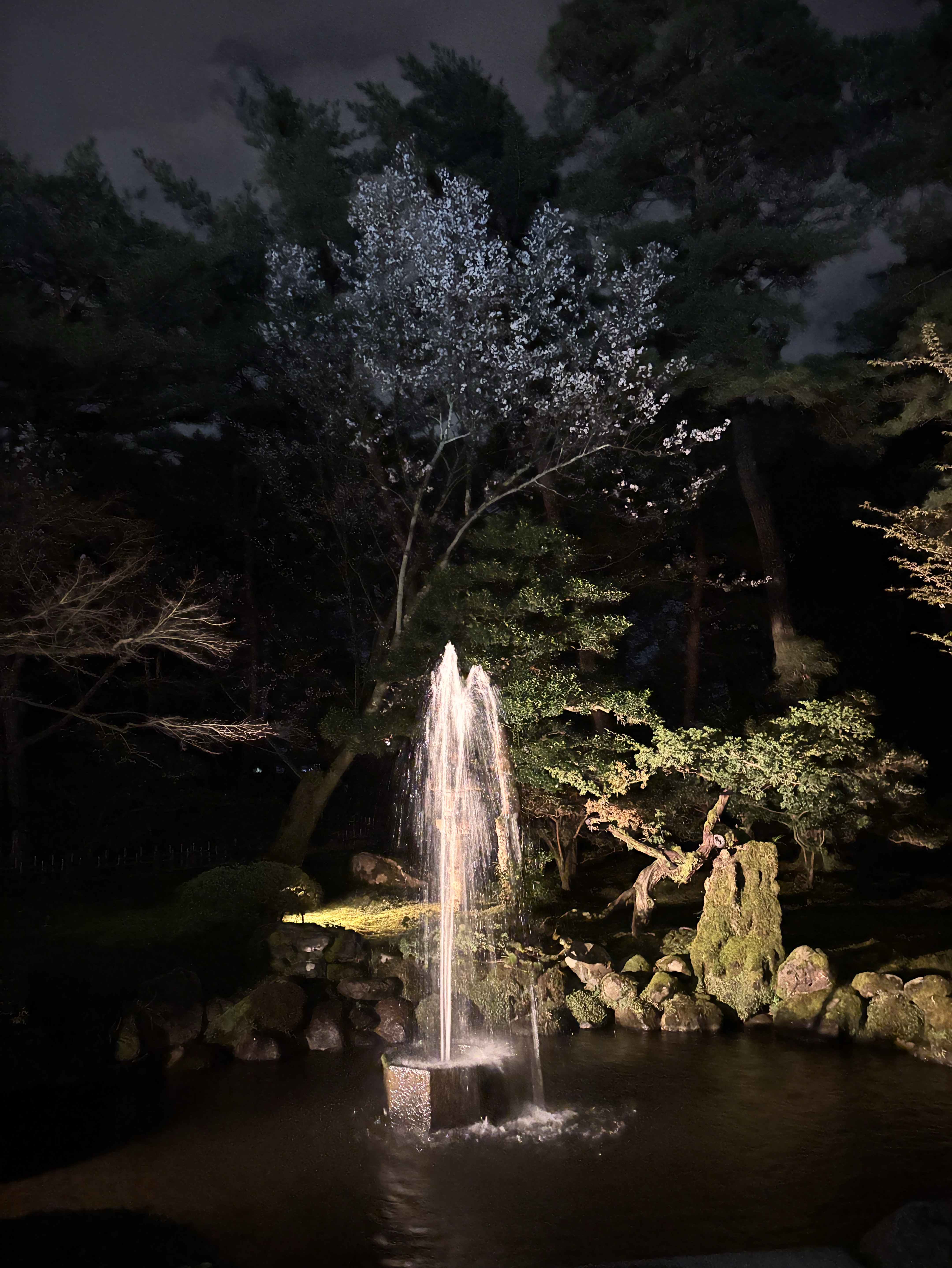 初見さん◎お花見！