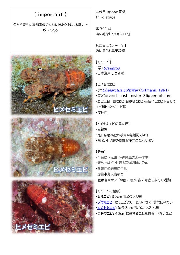 第741回／ヒメセミエビ／潜〇初◎