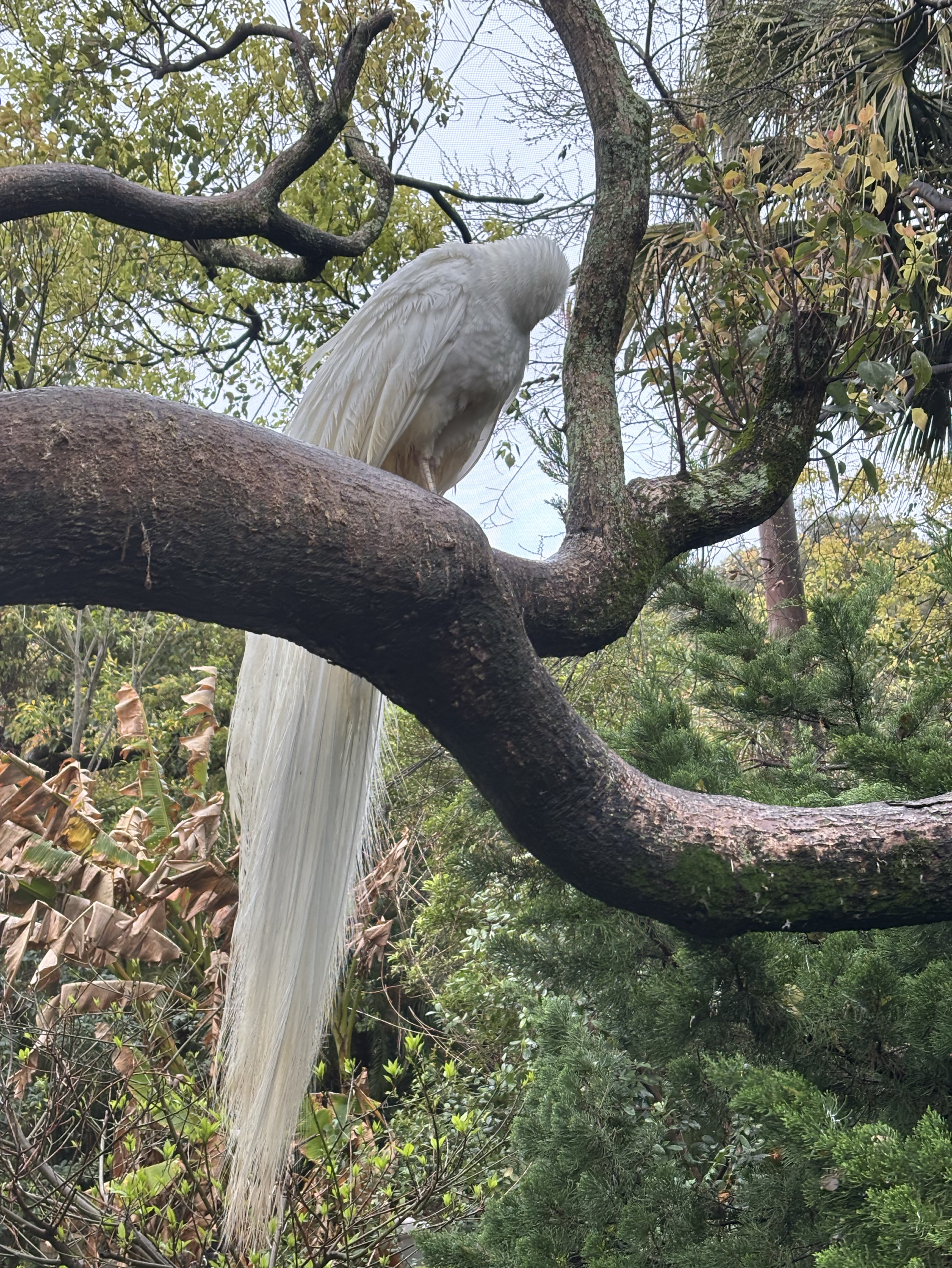 初めましてサブェイ