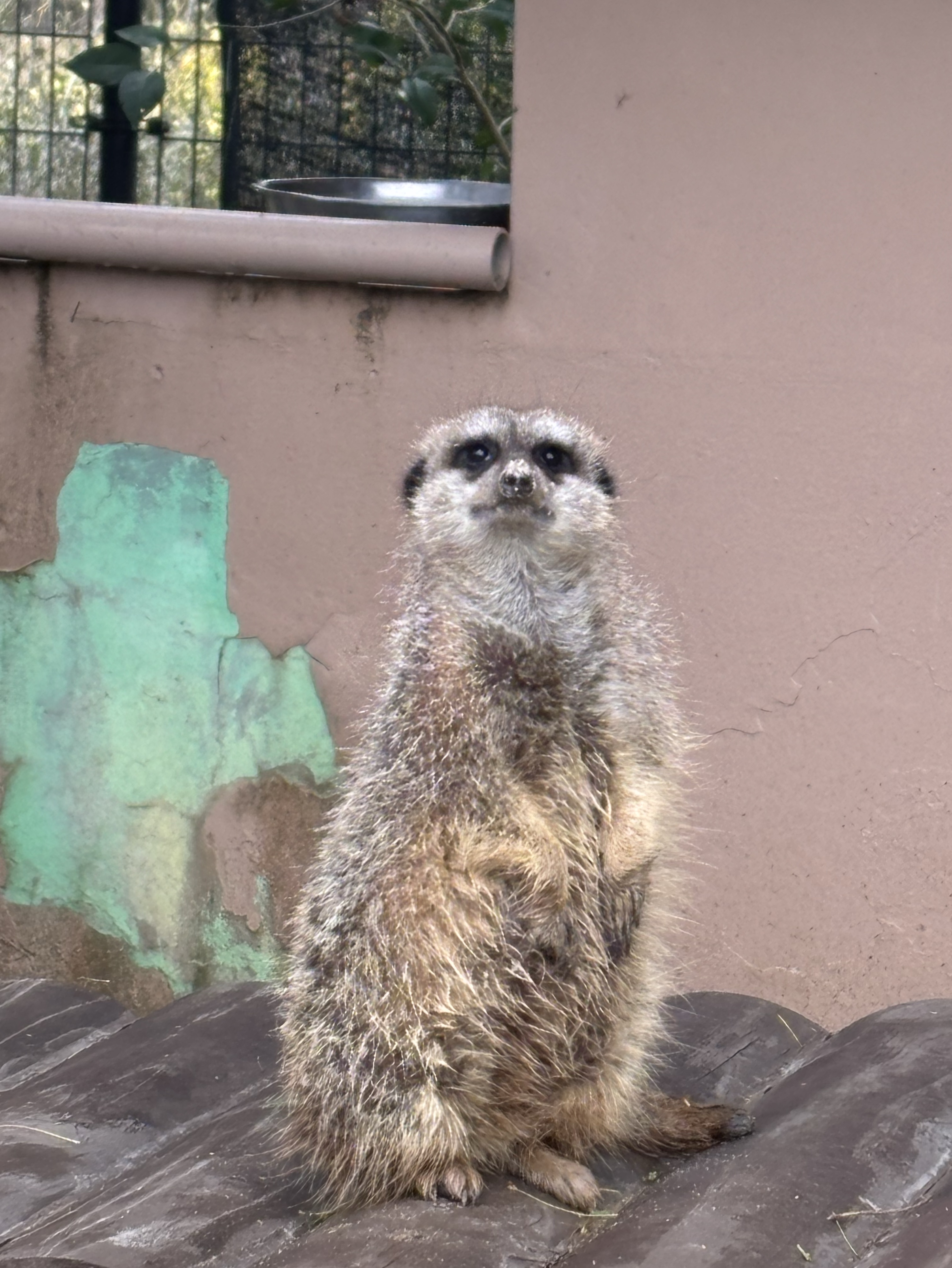 初めましてサブェイ