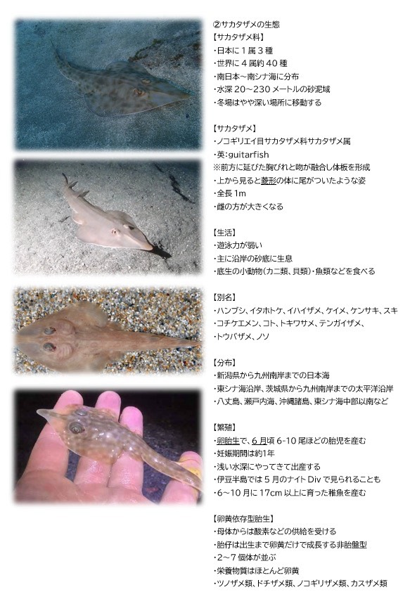 第742回／サカタザメ／潜〇初◎