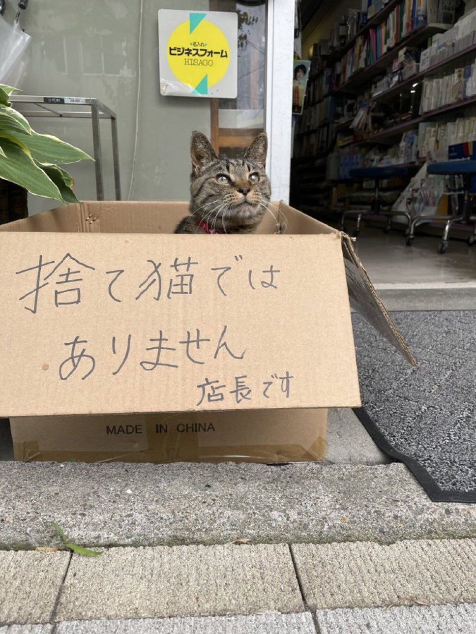 君の推しになる男の子