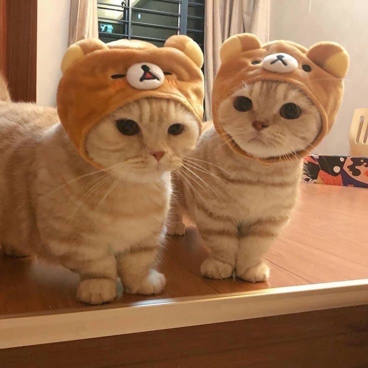 雑談！初見さんおいで！