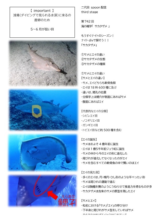 第742回／サカタザメ／潜〇初◎