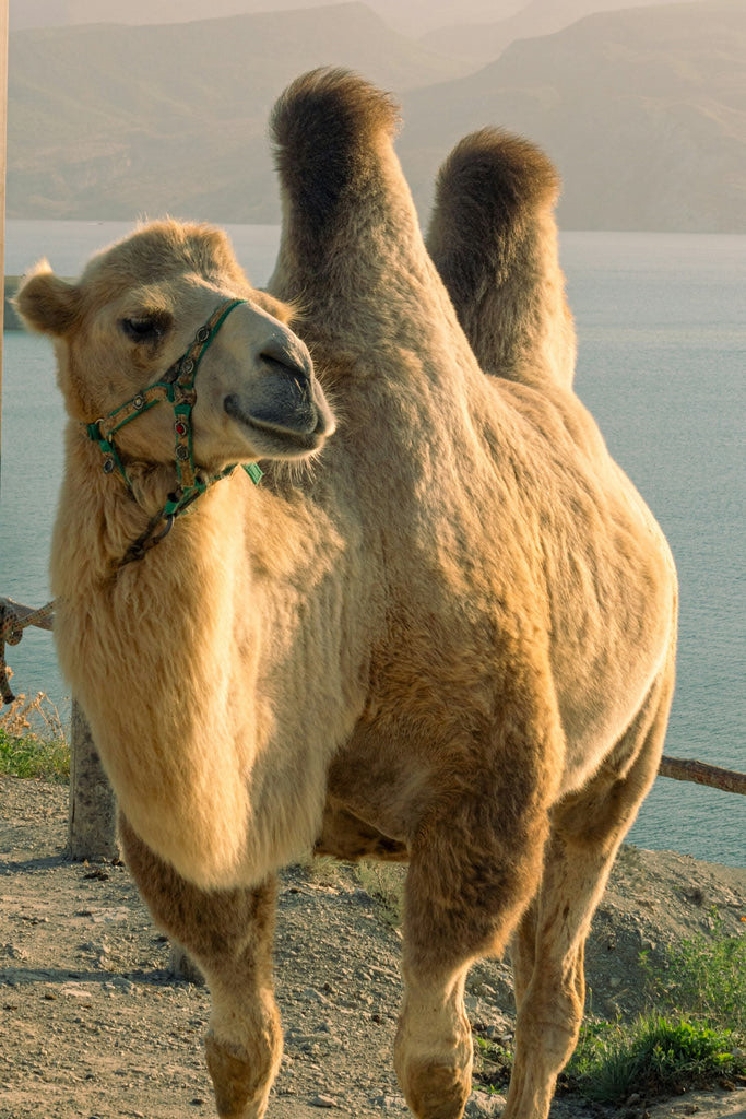 君の推しになる男の子