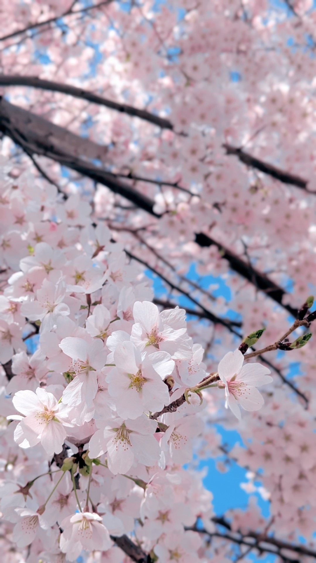 初️◎寝落ち枠・迷ったらココ！