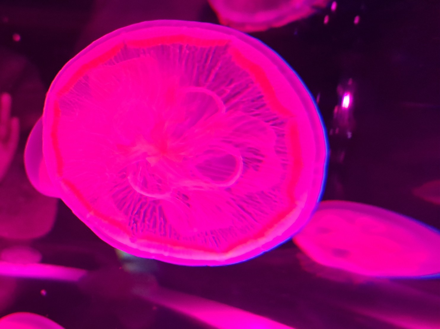 少しだけやるー 初見さん大歓迎🔰