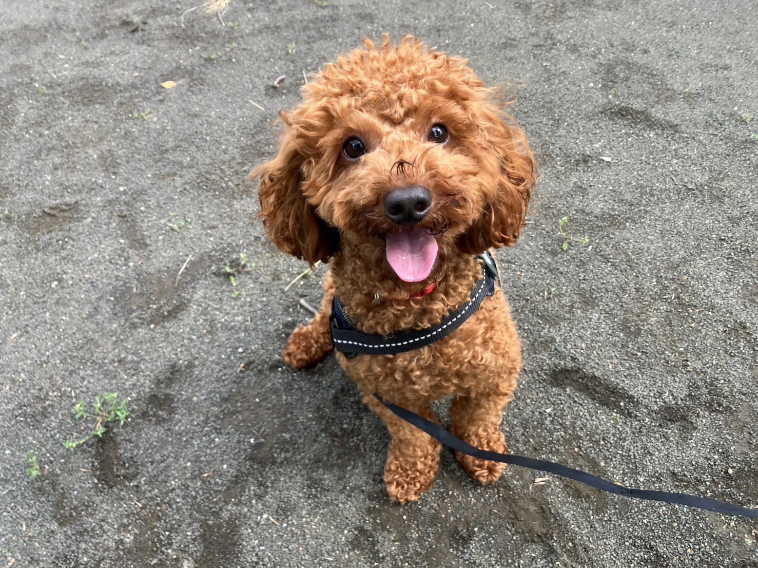 おふとんからｳﾏｰﾅ