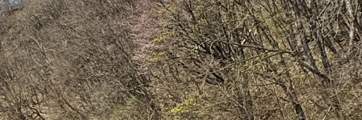 4/19 お昼のお供┊︎カフェから