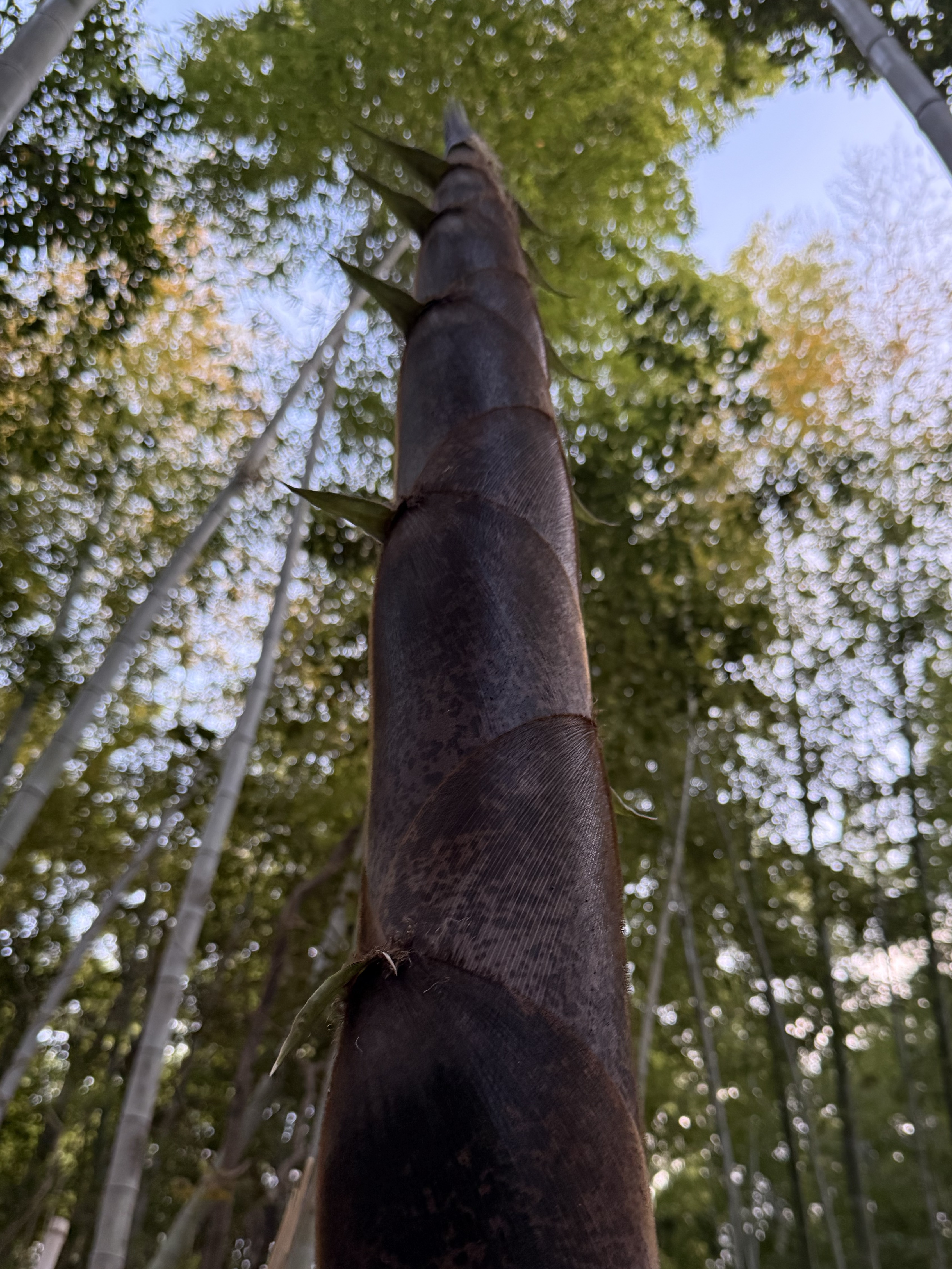 配信3日目！野良女子大生とお話ししよ