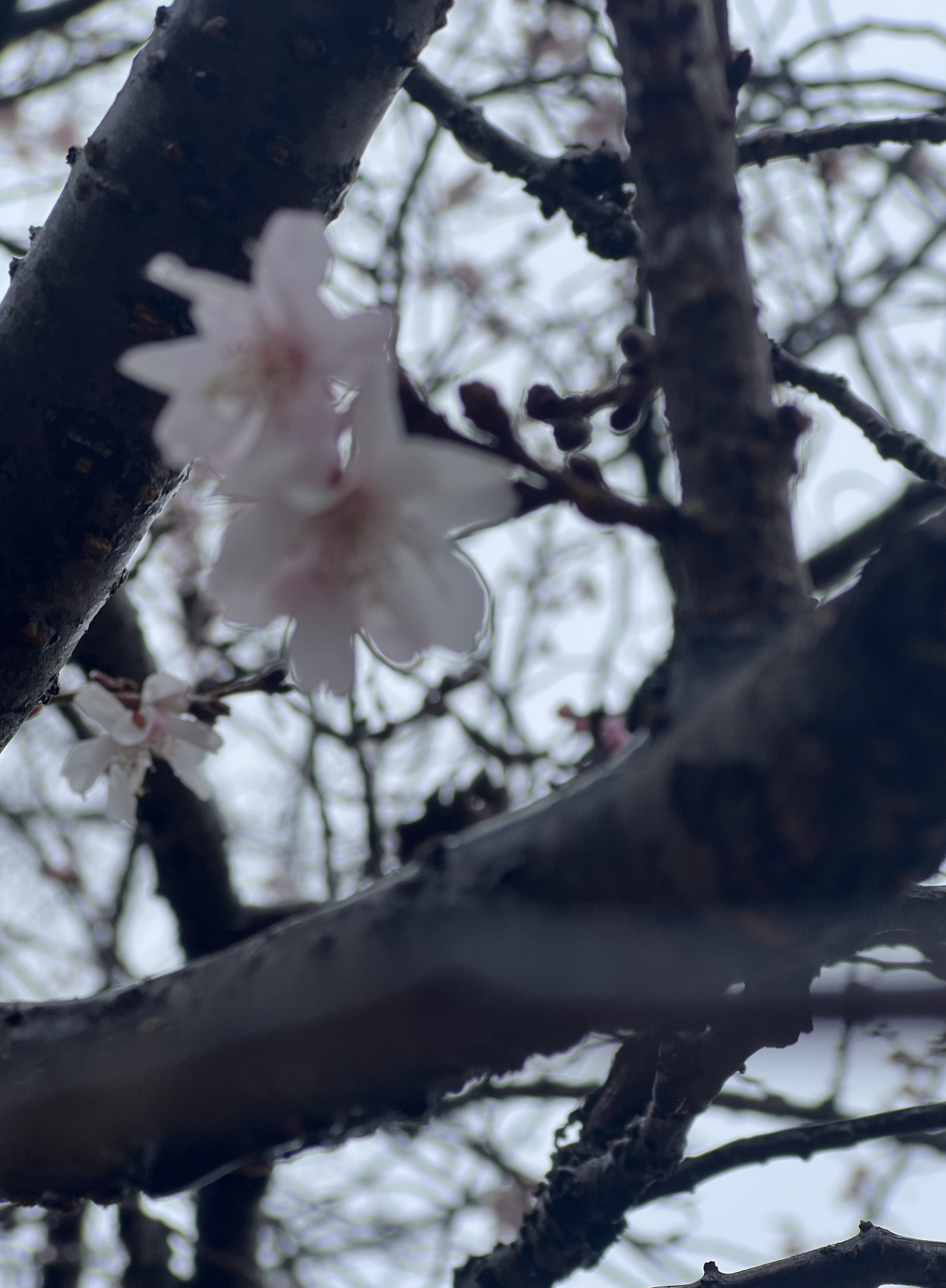 ねむたくなるまでの本読み🥱