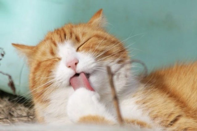 初見さん?!GETだぜ!!