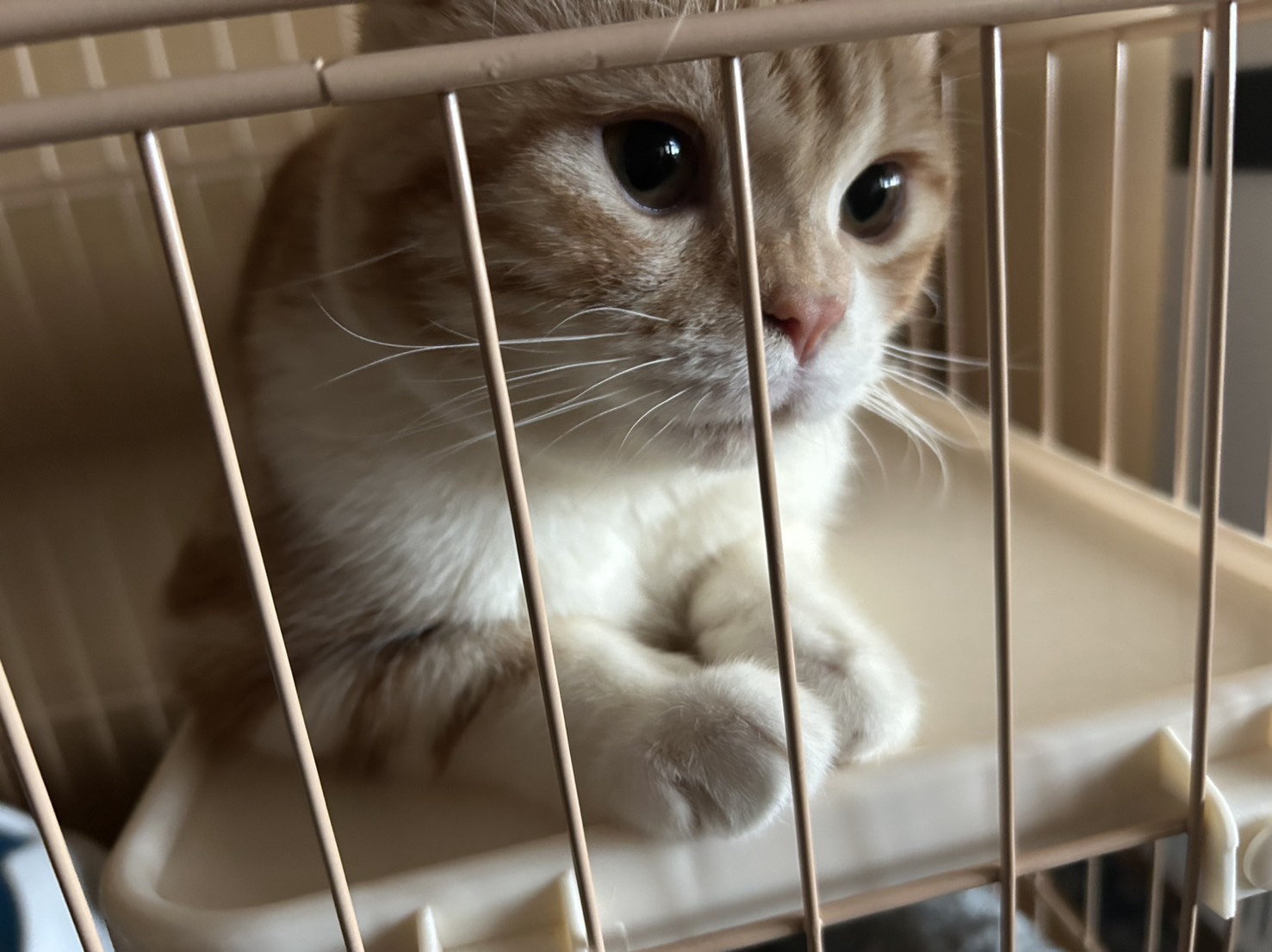 誰かコラボー！ひますぎる