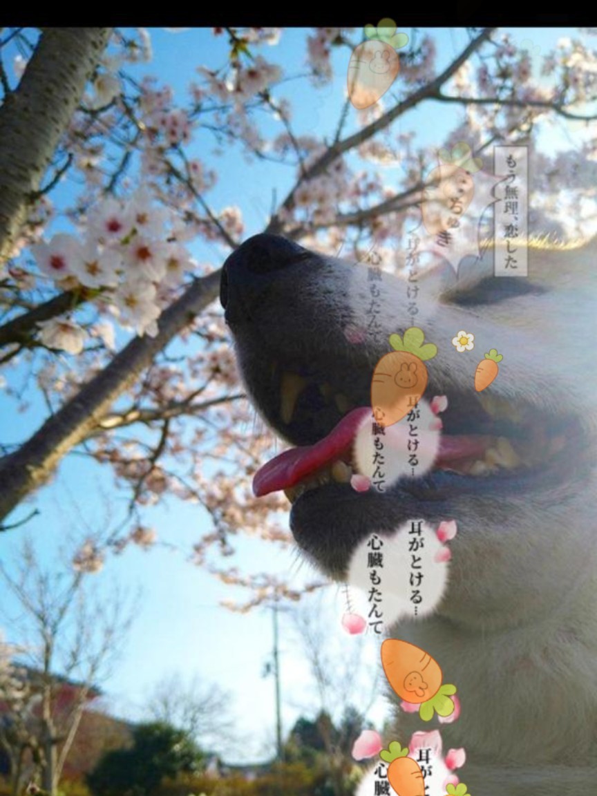 どーでもいい話がしたい︎︎☾*。