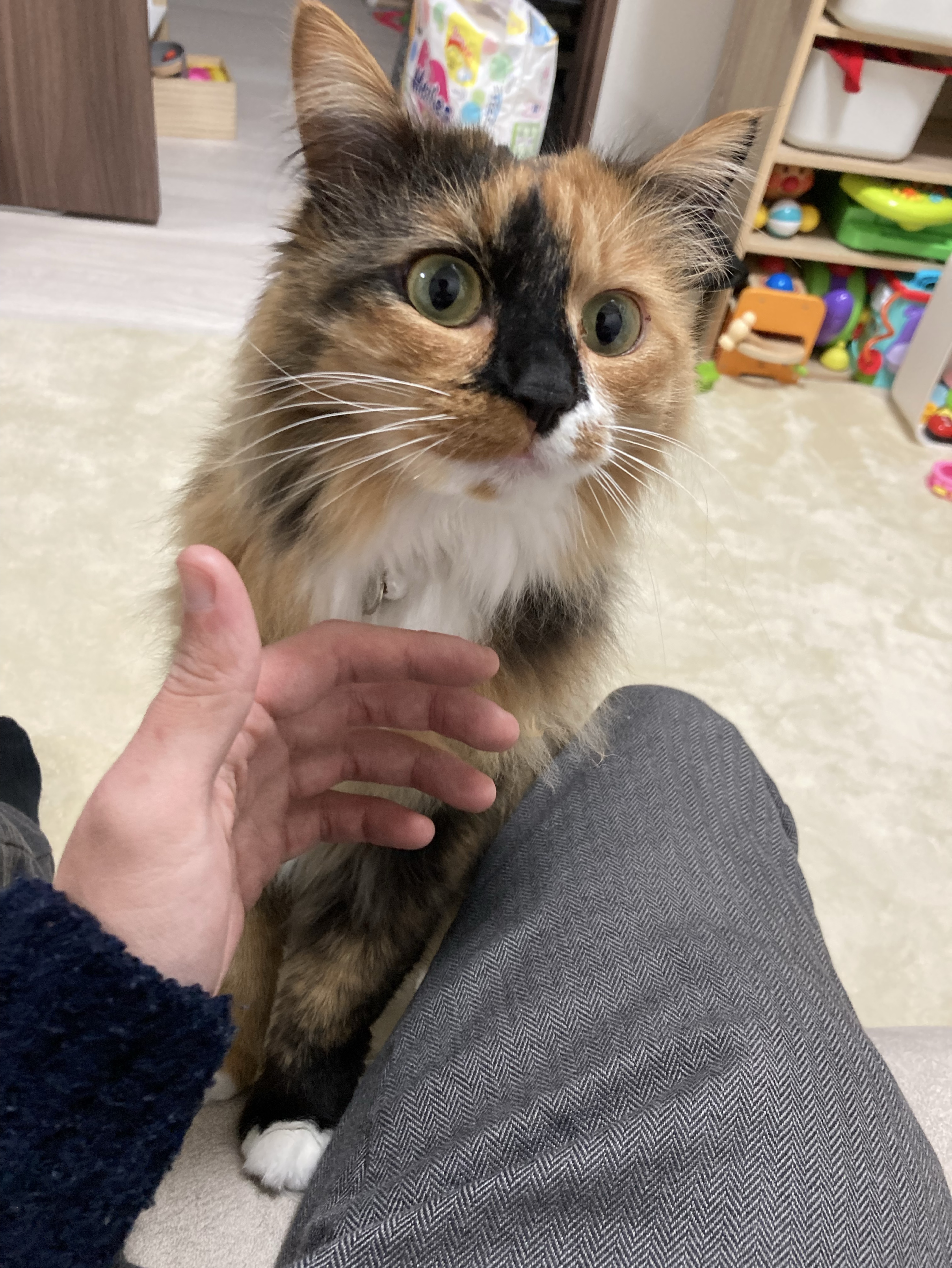 寝転がり配信、ざつにお話しよ