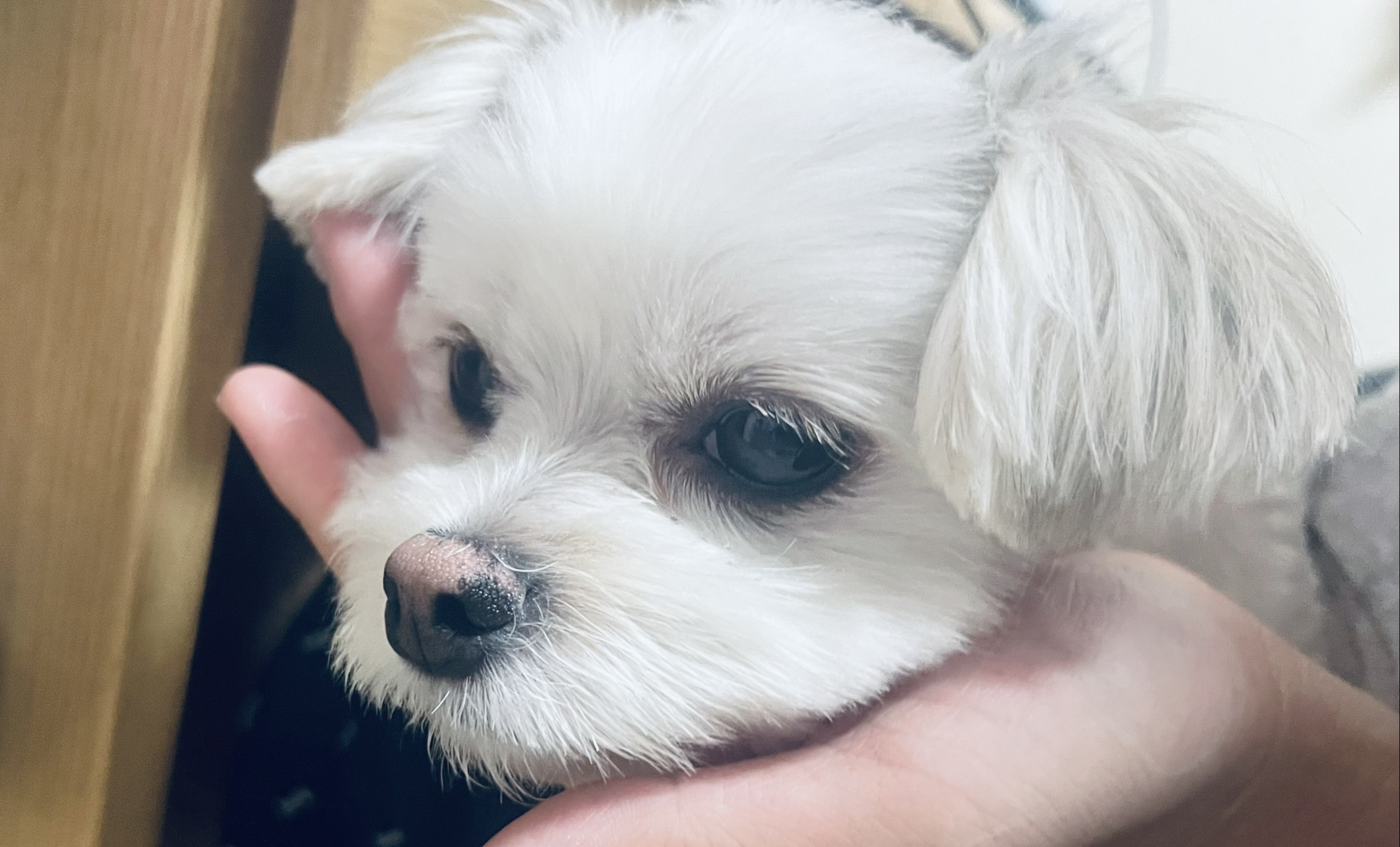 はなそー