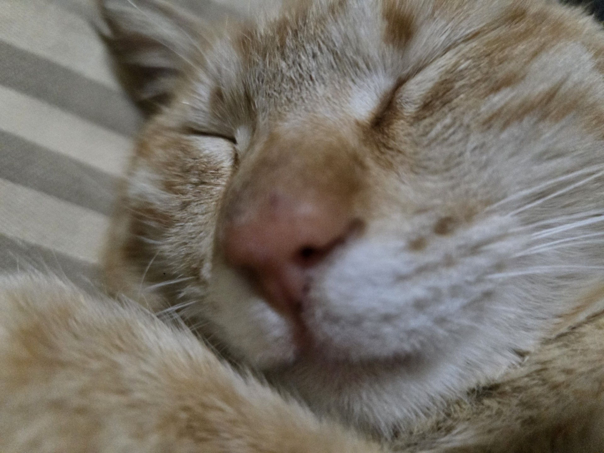 はなそ