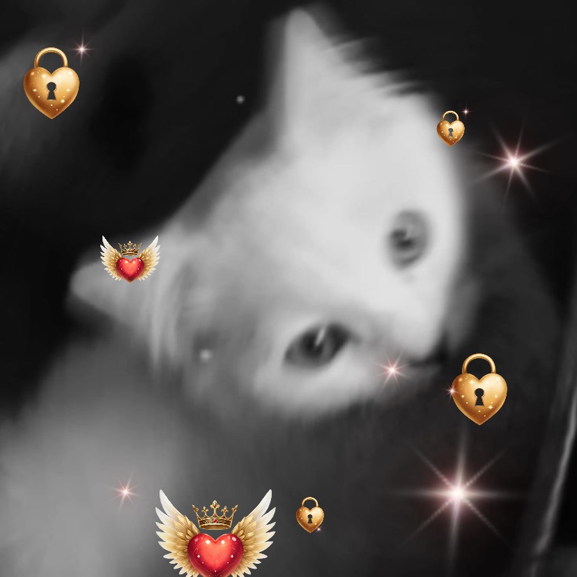 ☽ ︎︎