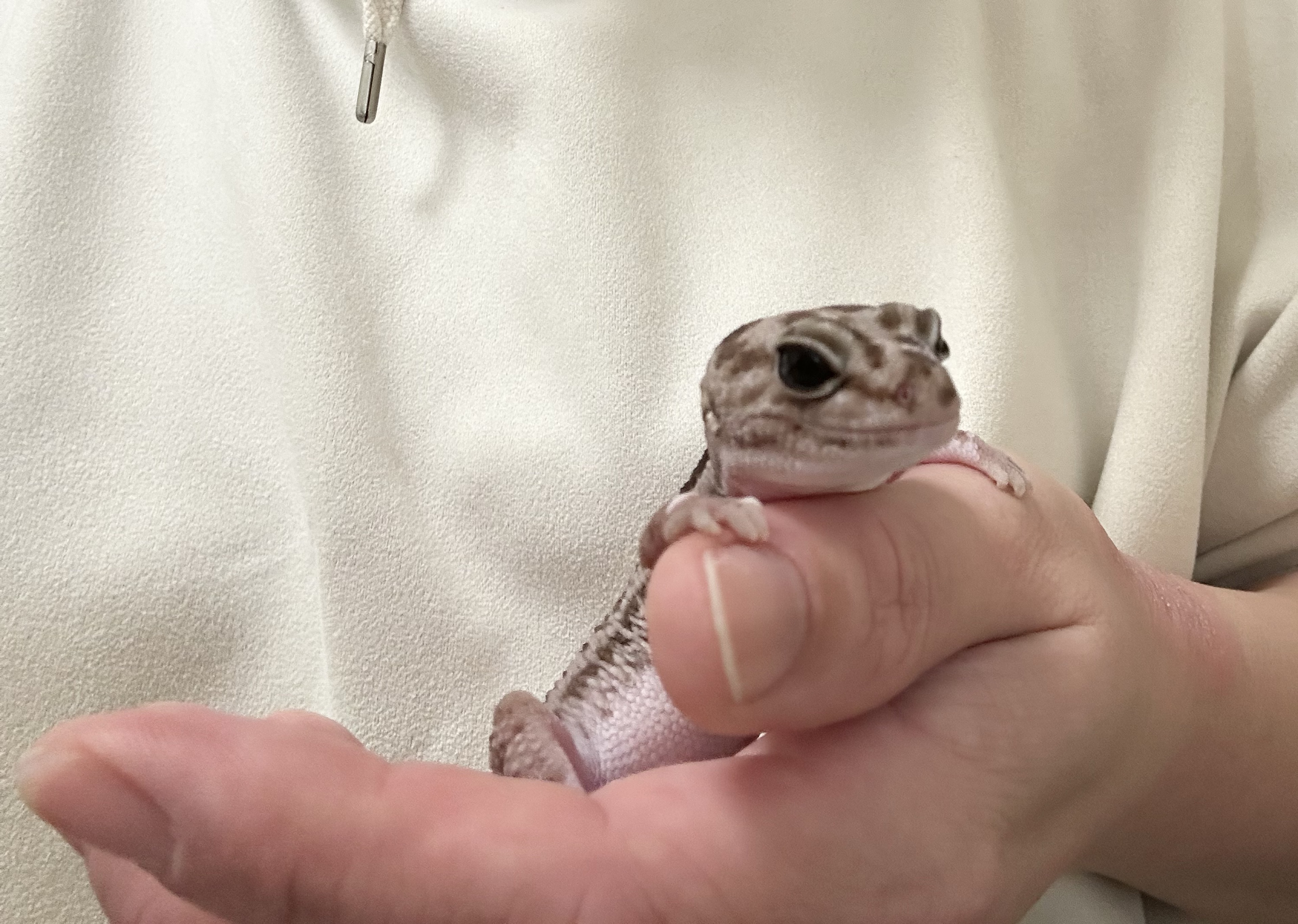 久しぶりのギター