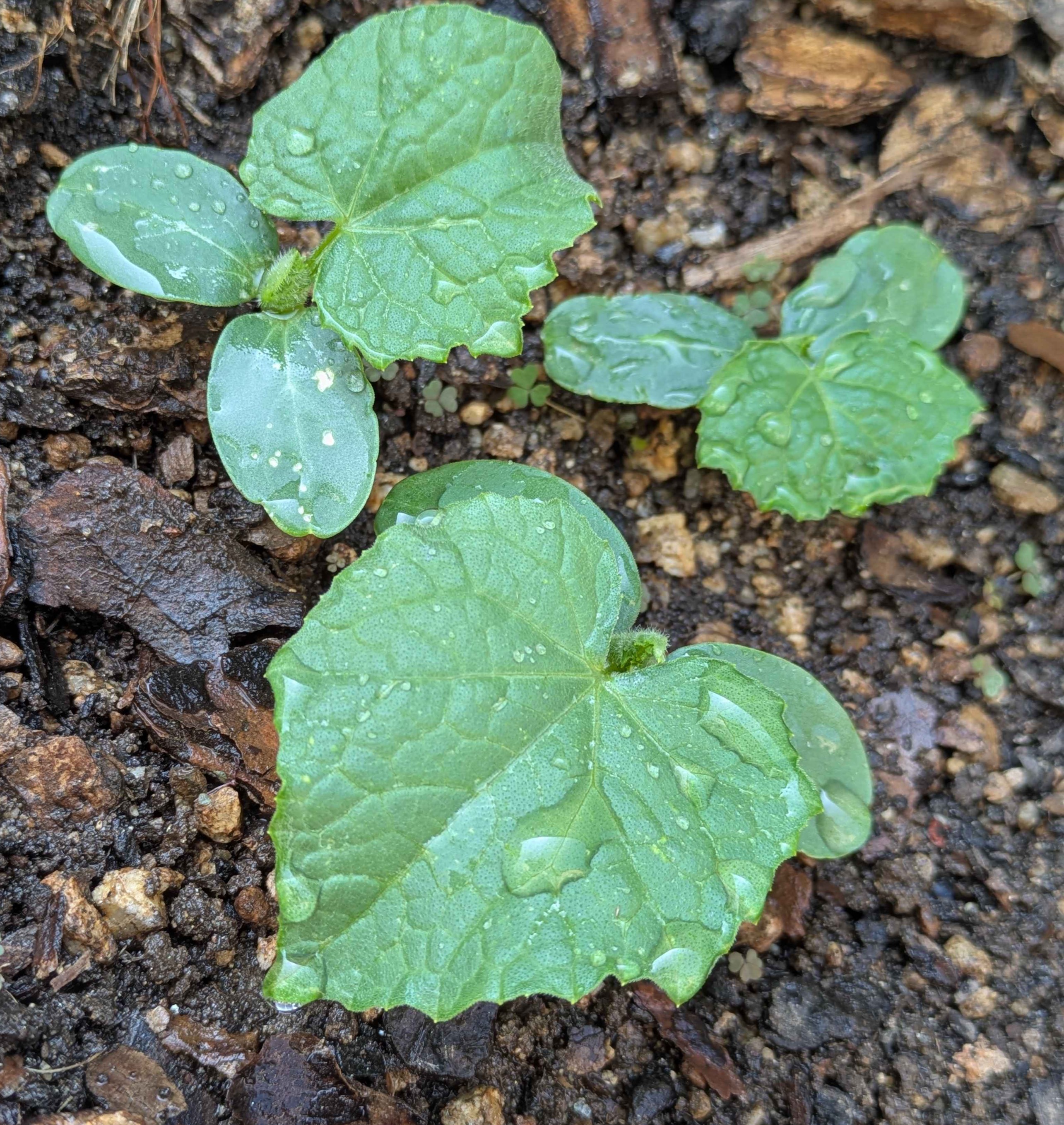 目合ったでしょ？
