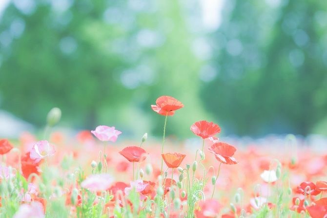 怜の💜応援枠 ハー落ち大歓迎