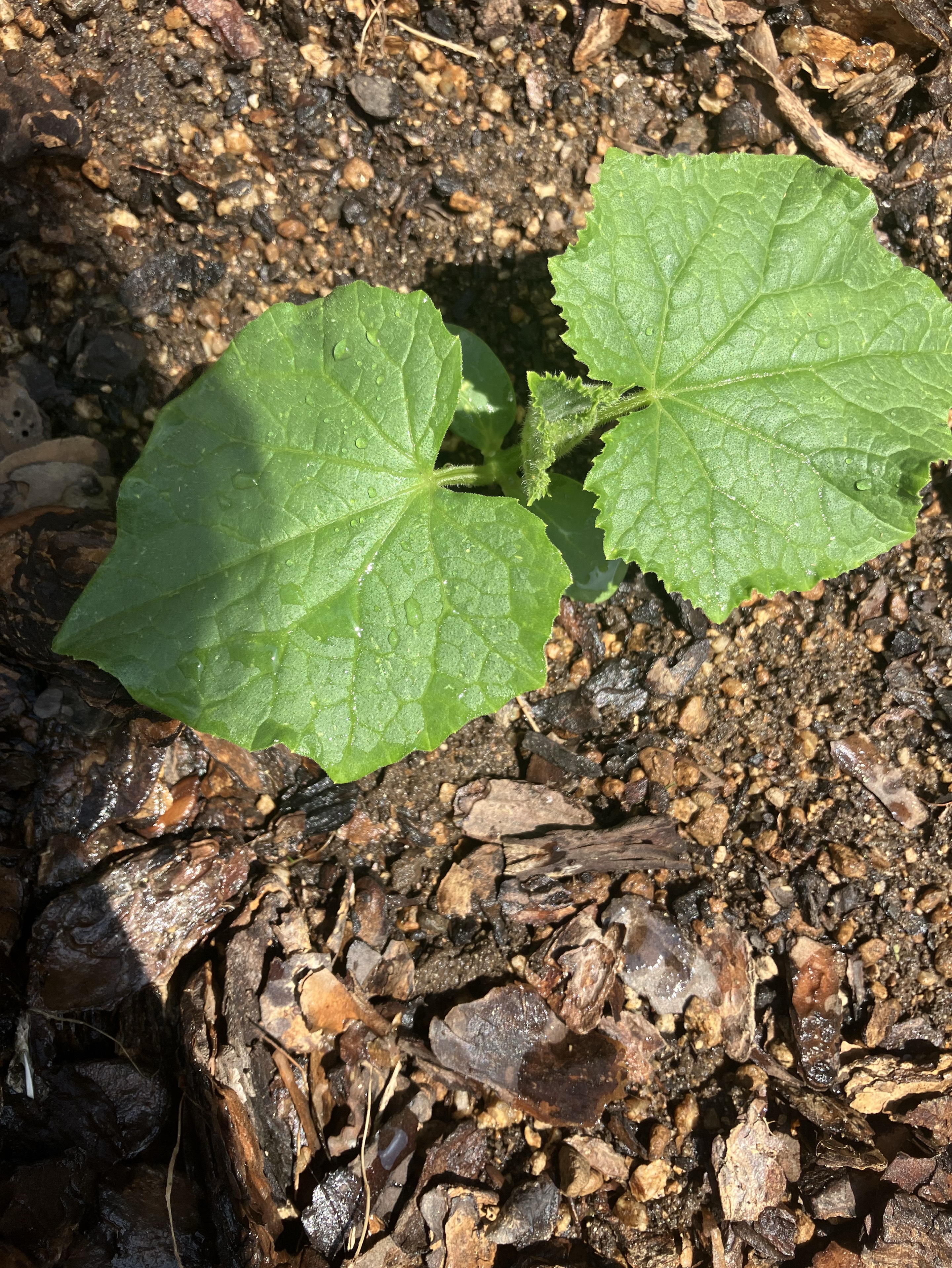 目合ったでしょ？