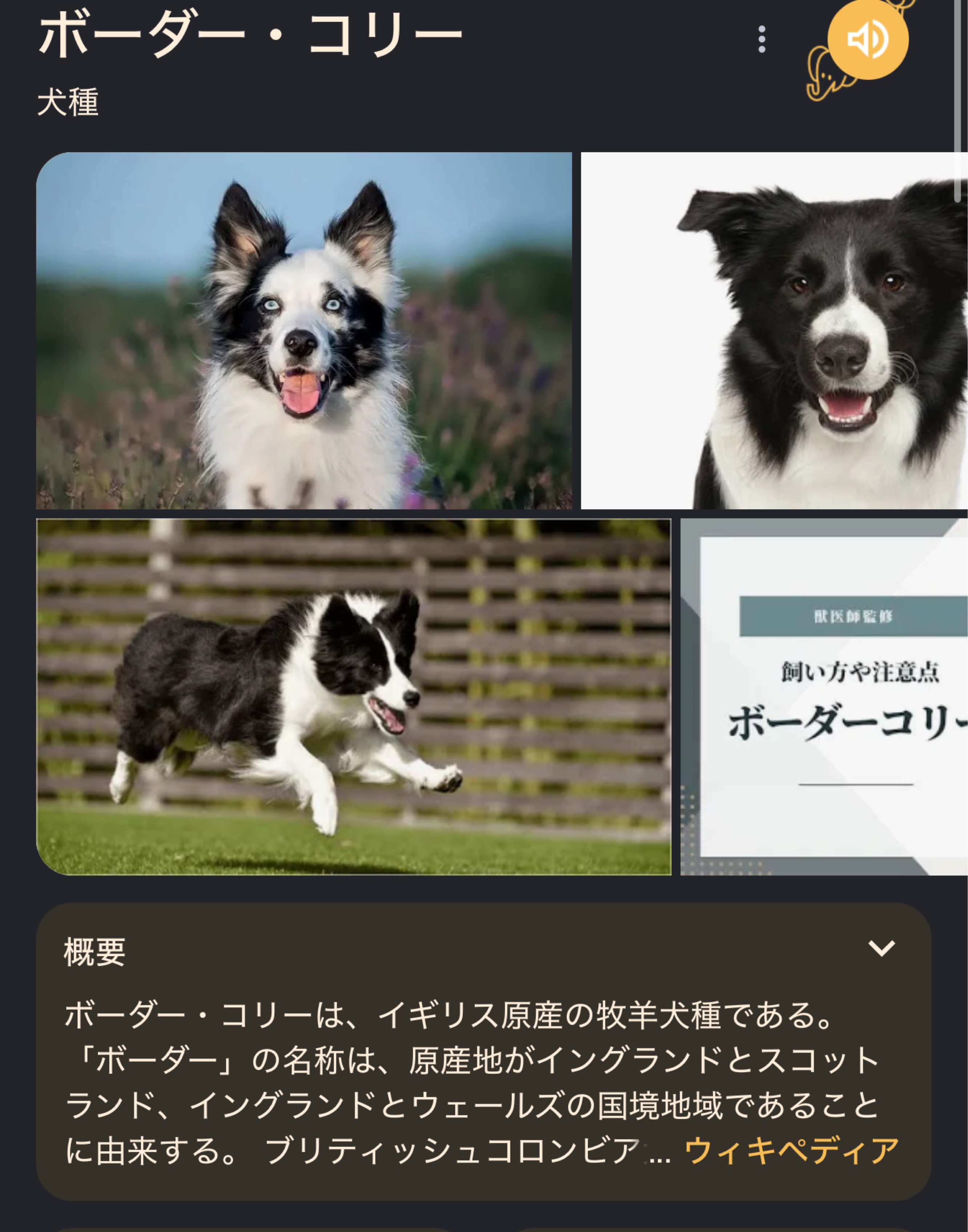 てきとーく  爆裂魔薬