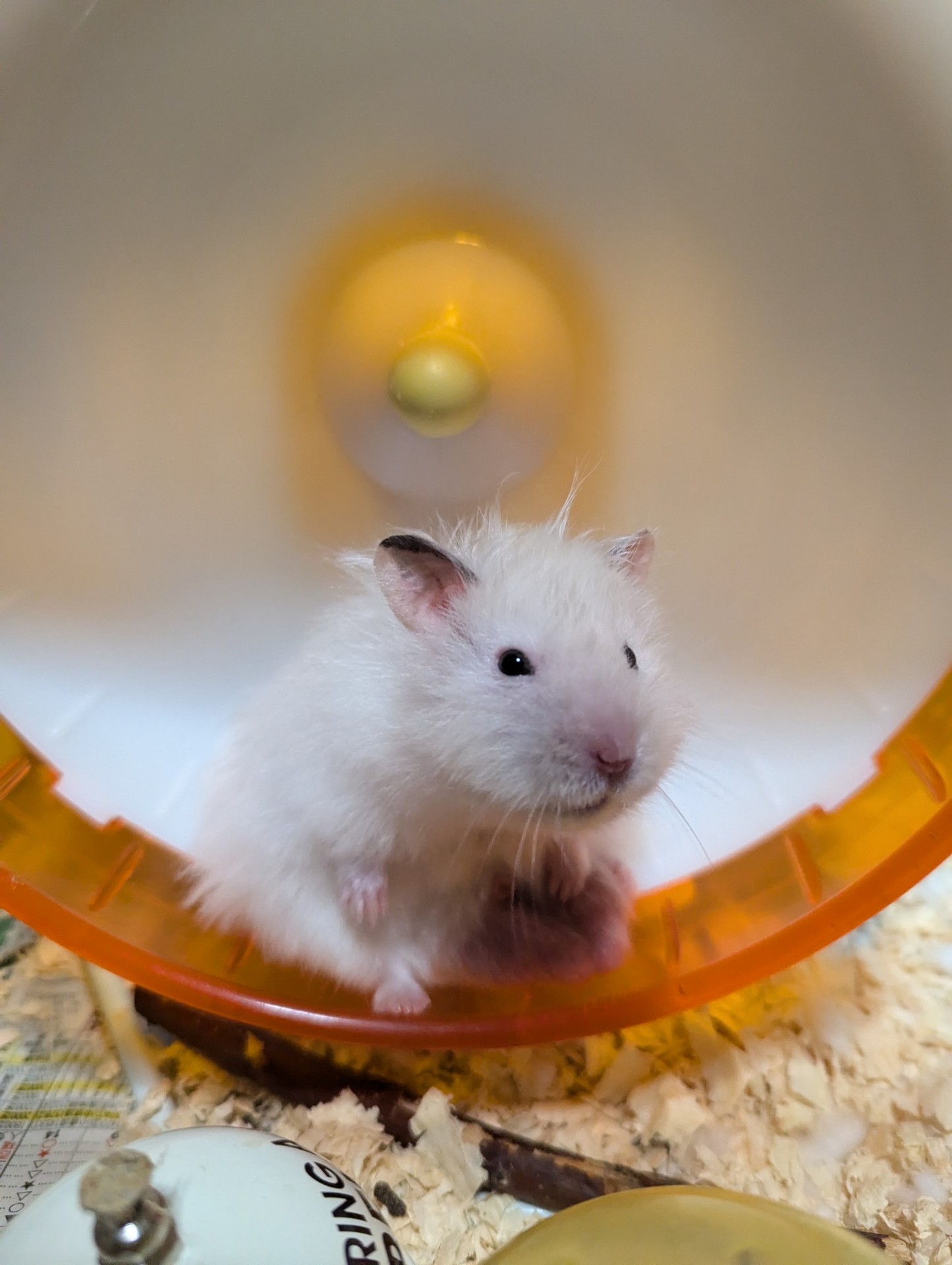 💜眠くないわ！🐹は落️⭕🟪ₜₑₐₘ