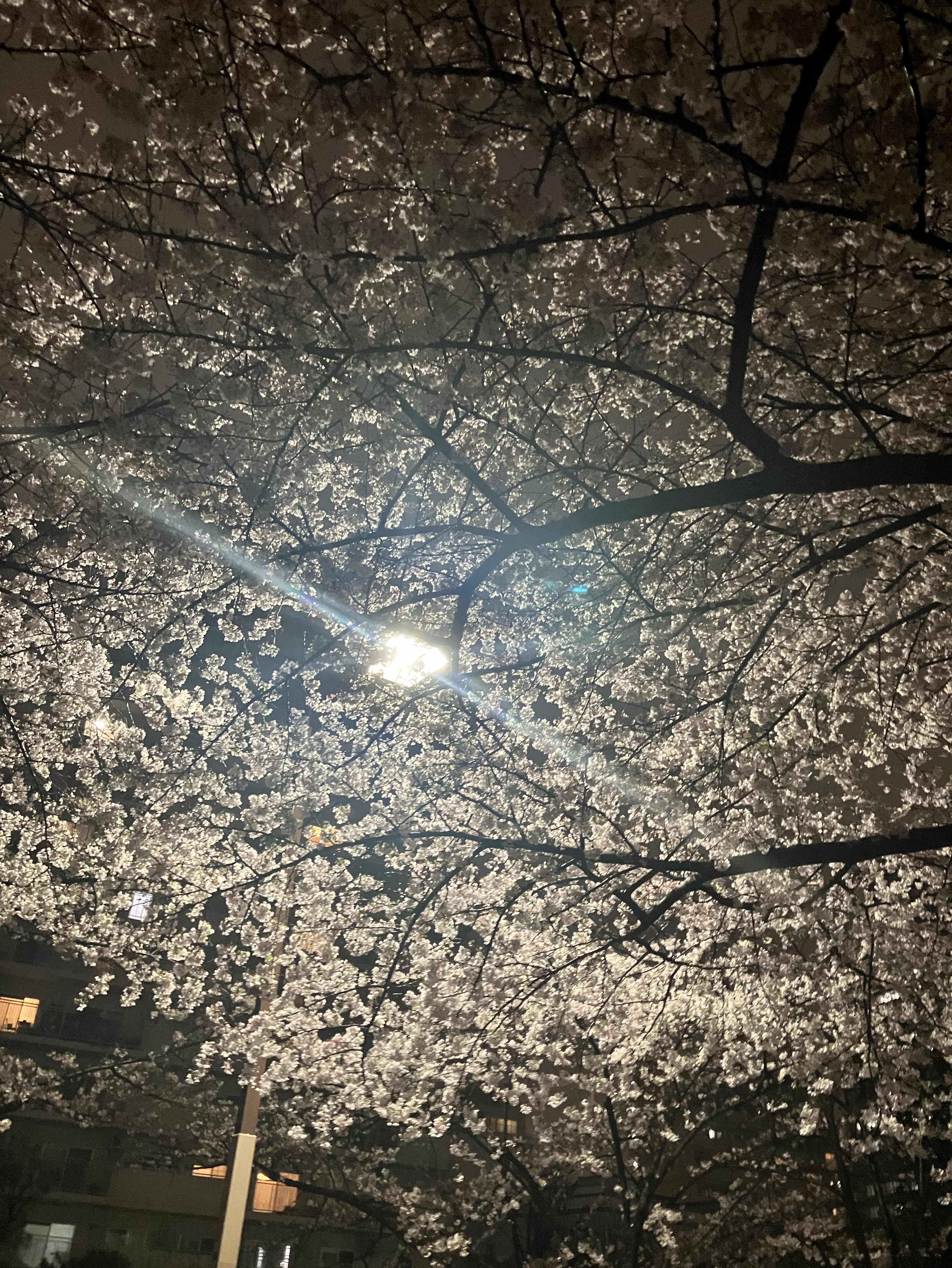 初見〇 まじダウナー配信