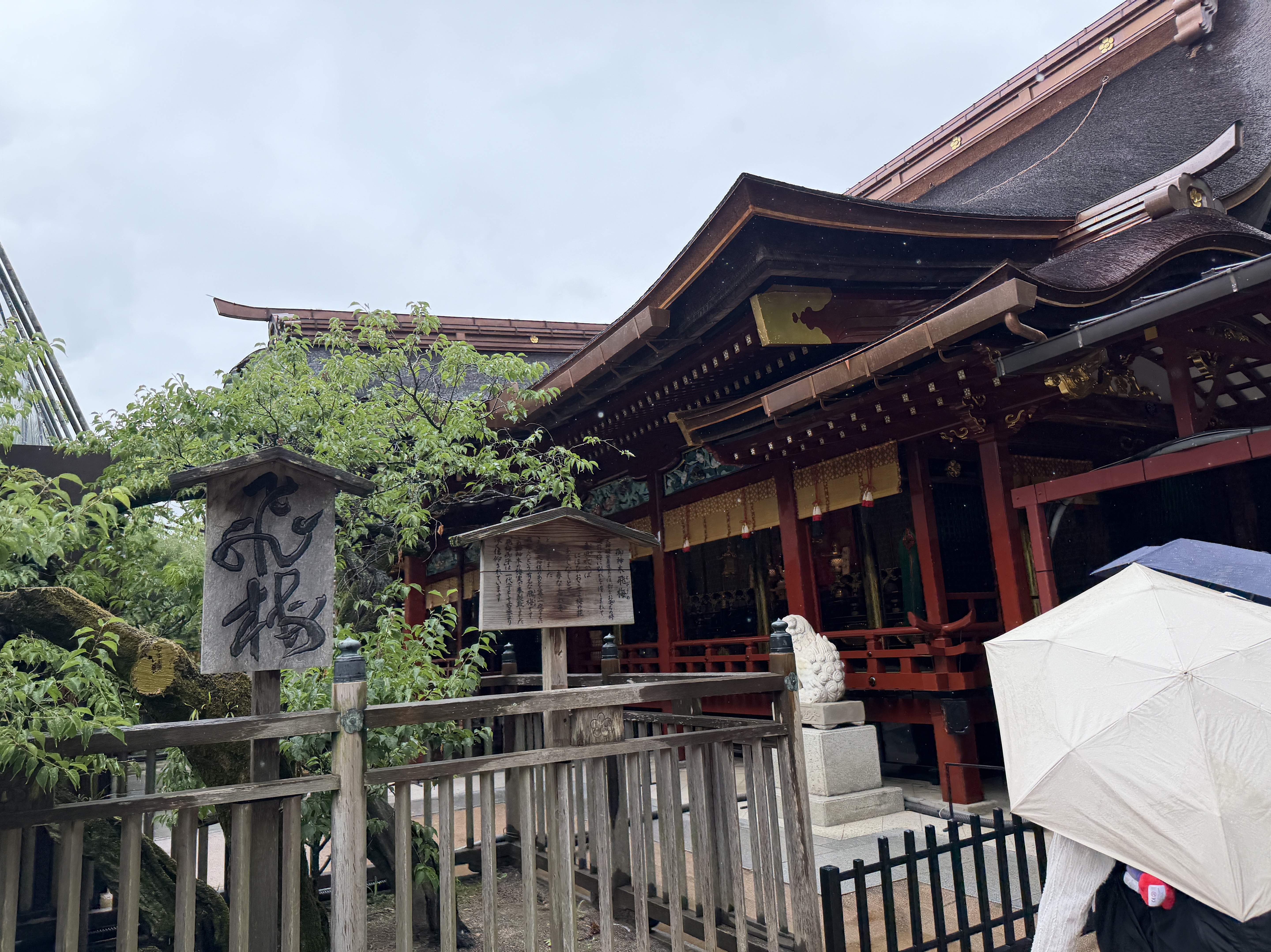 寝落ち枠 トーリス待ち