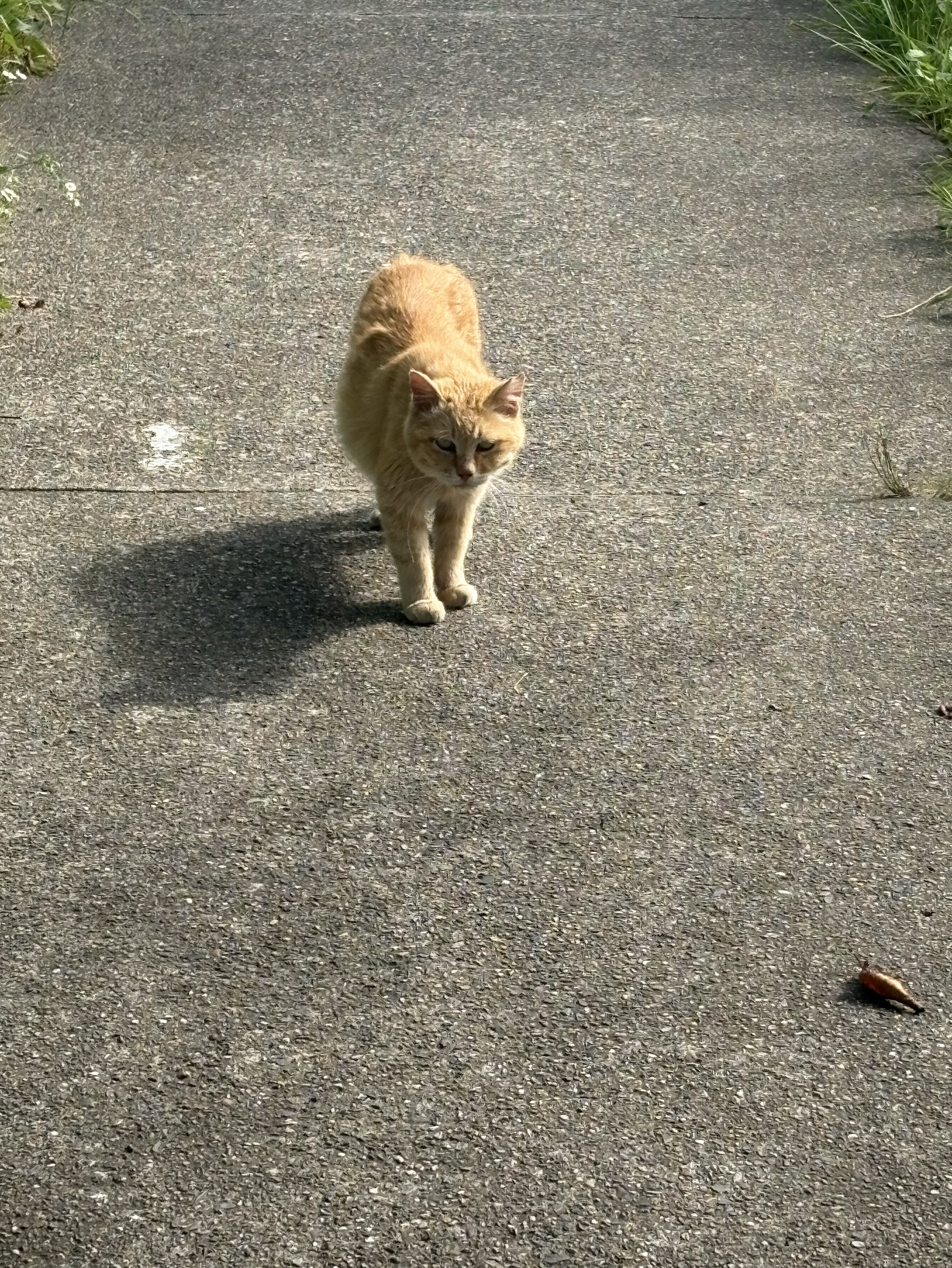 イケボじゃないけどすいません