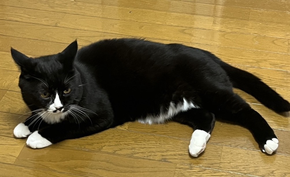 おはなしどうぞ