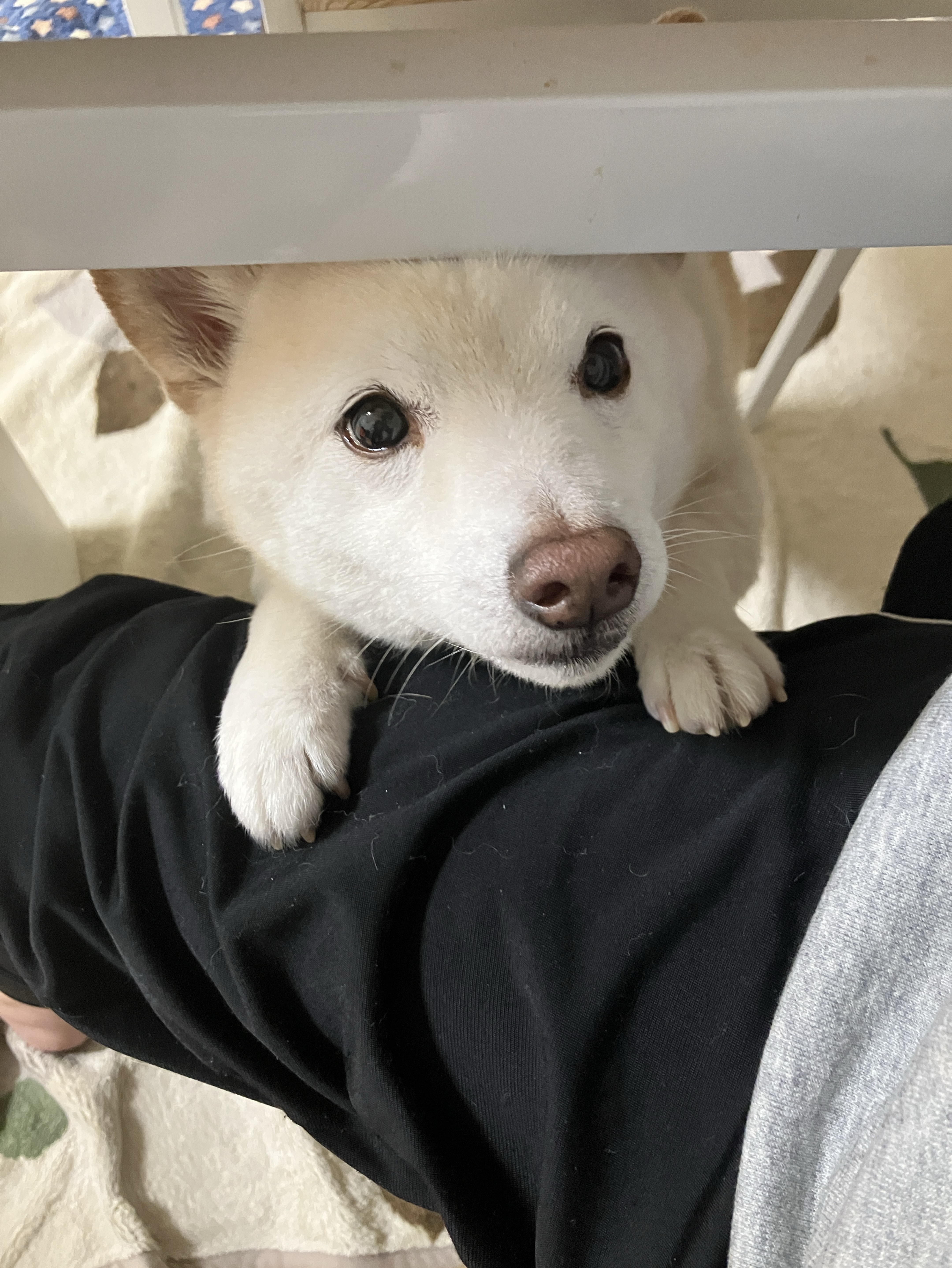 お話しましょ