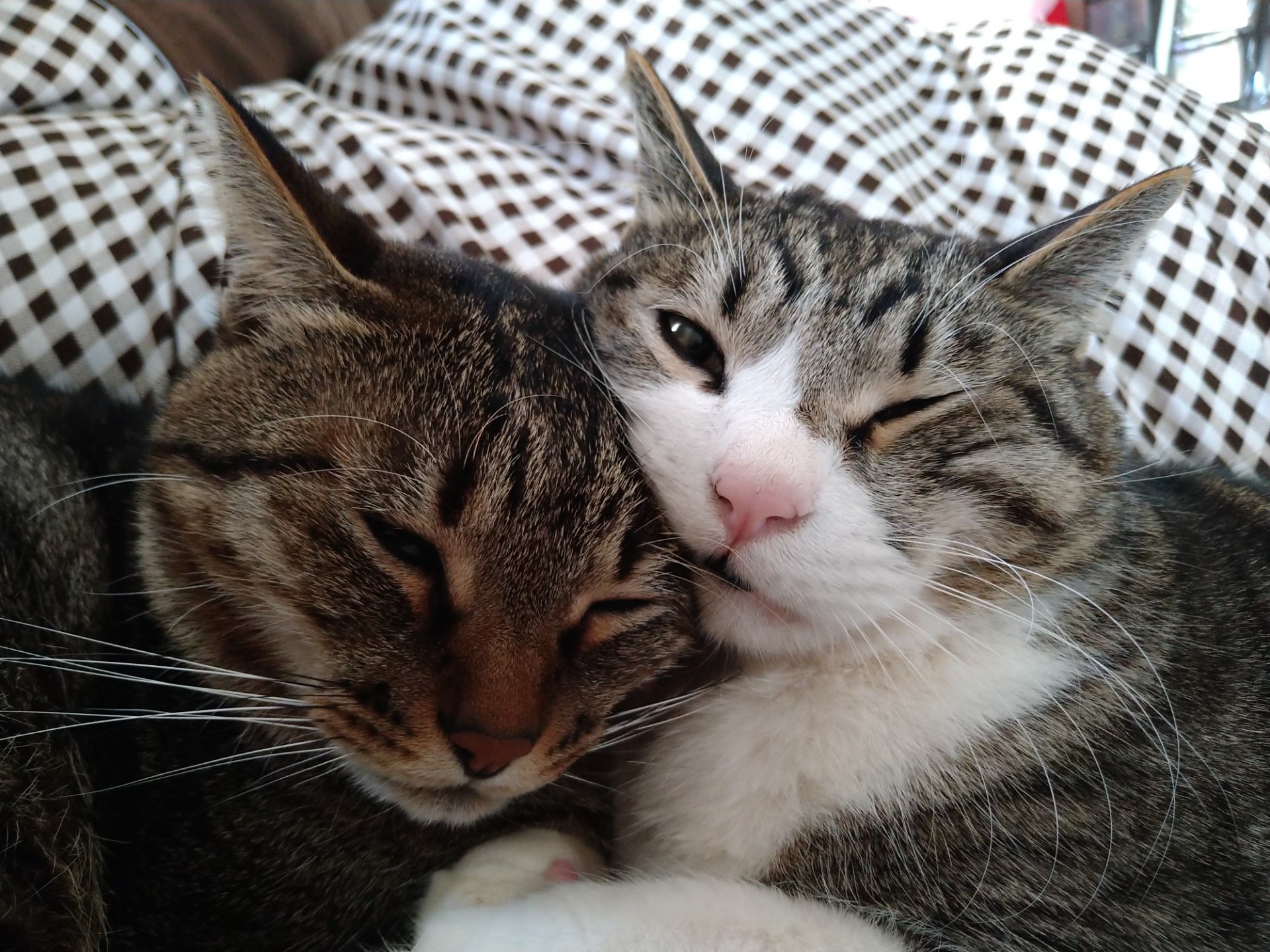 お話しましょ🐾