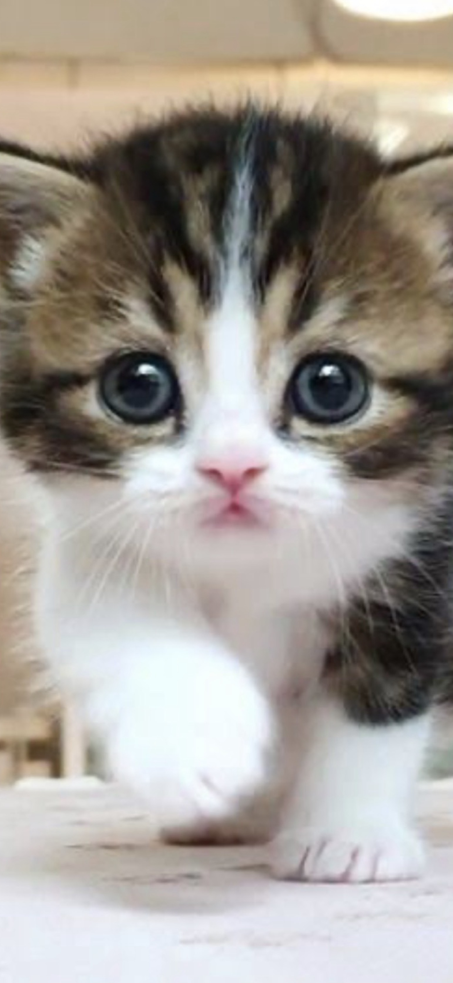 話そ♬.*ﾟ🐹