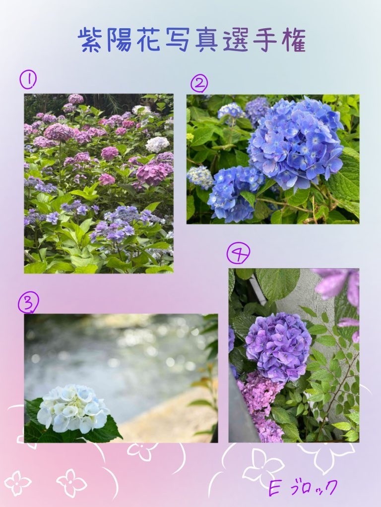 紫陽花写真選手権