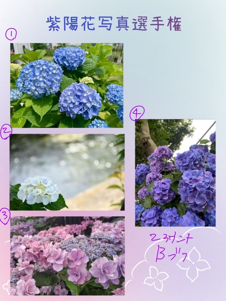紫陽花写真選手権