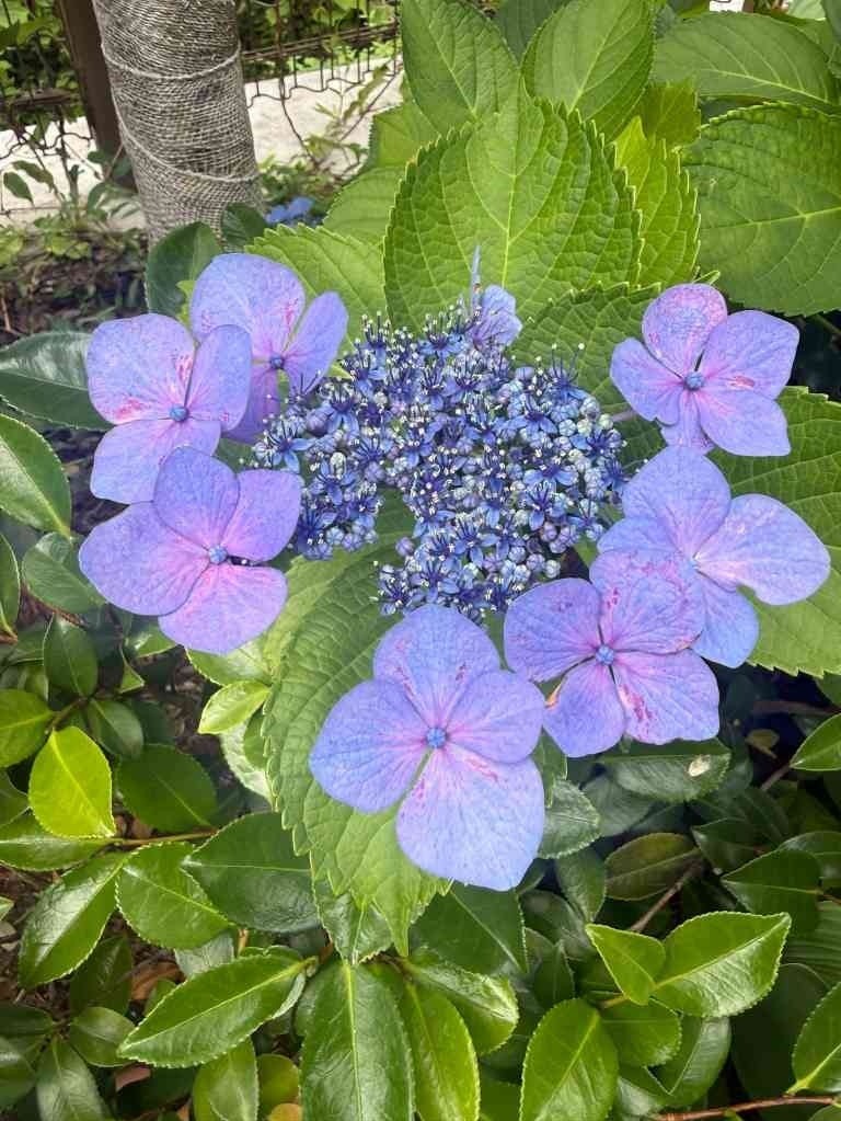 紫陽花写真選手権