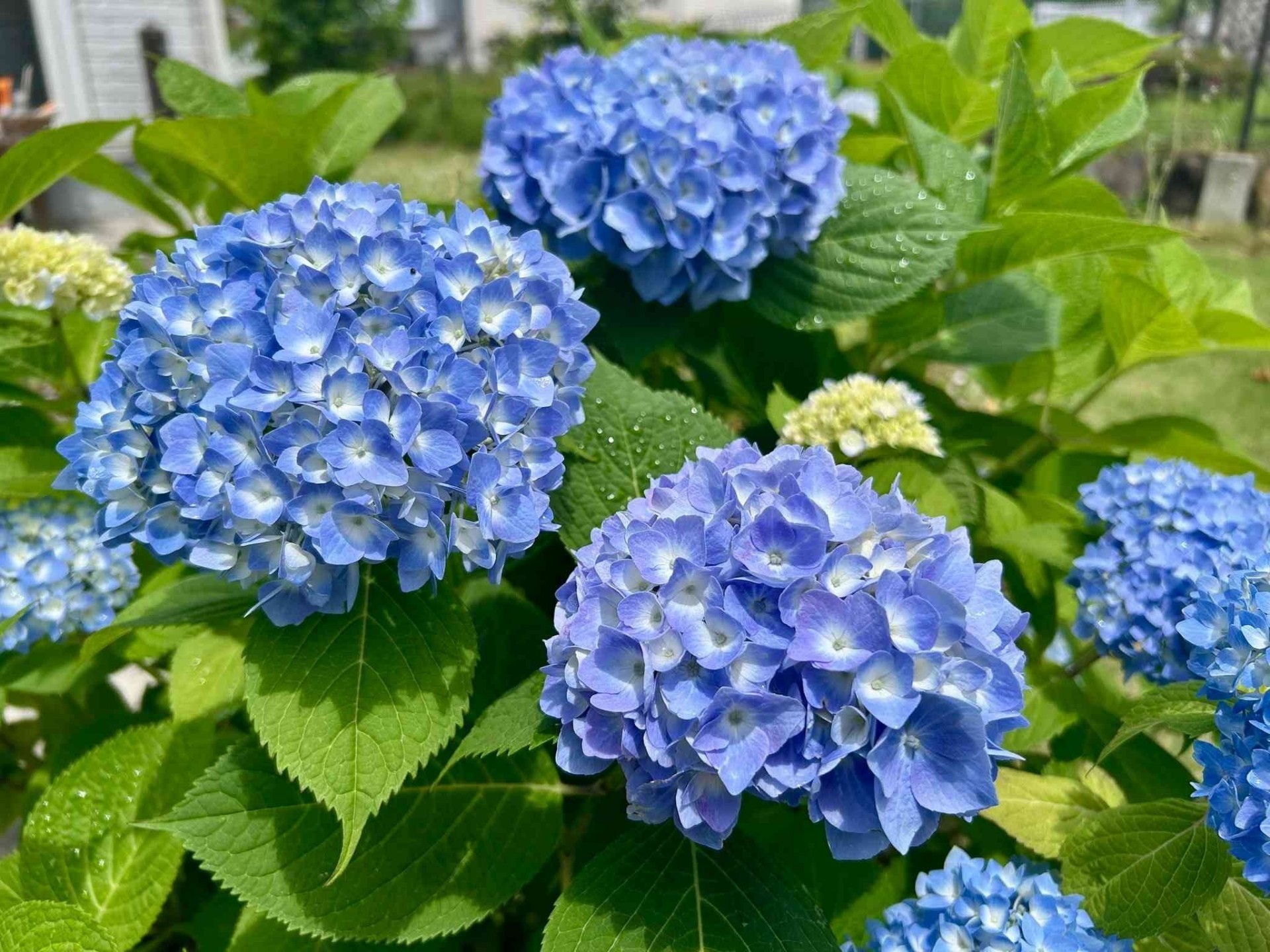紫陽花写真選手権