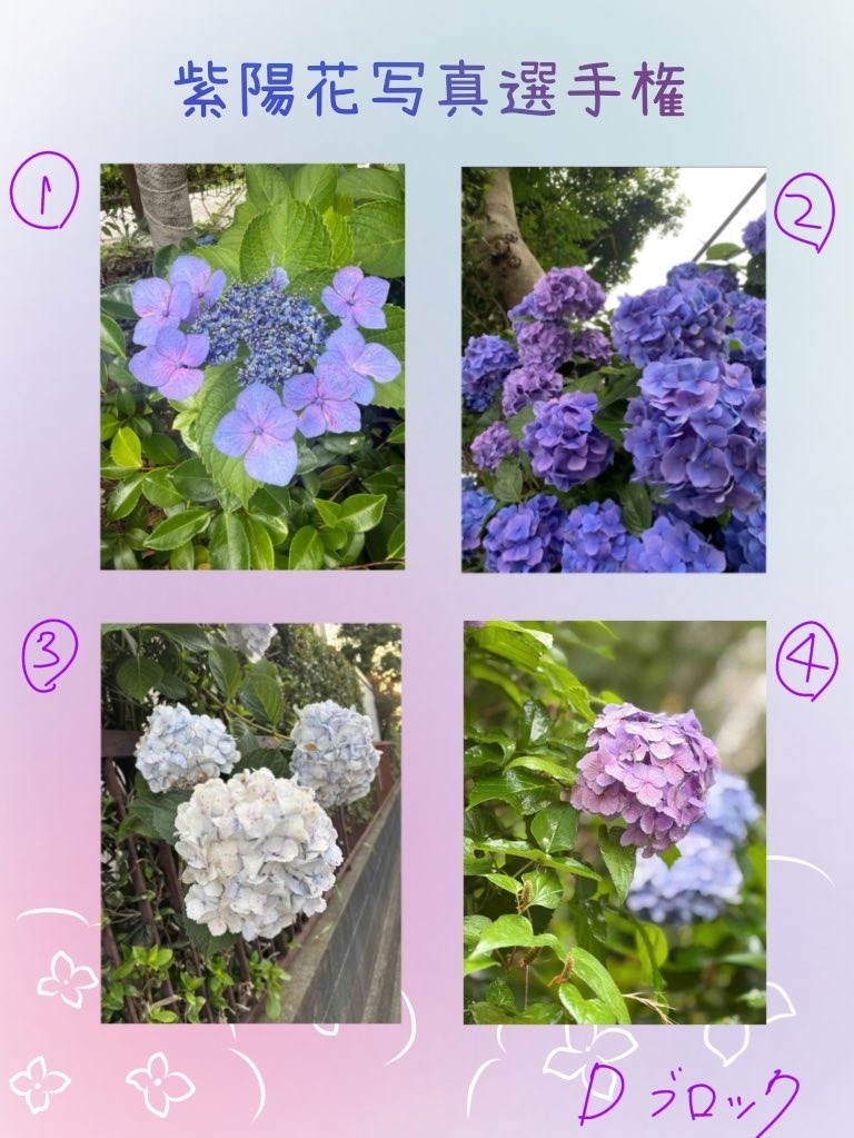 紫陽花写真選手権