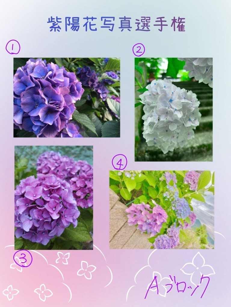 紫陽花写真選手権