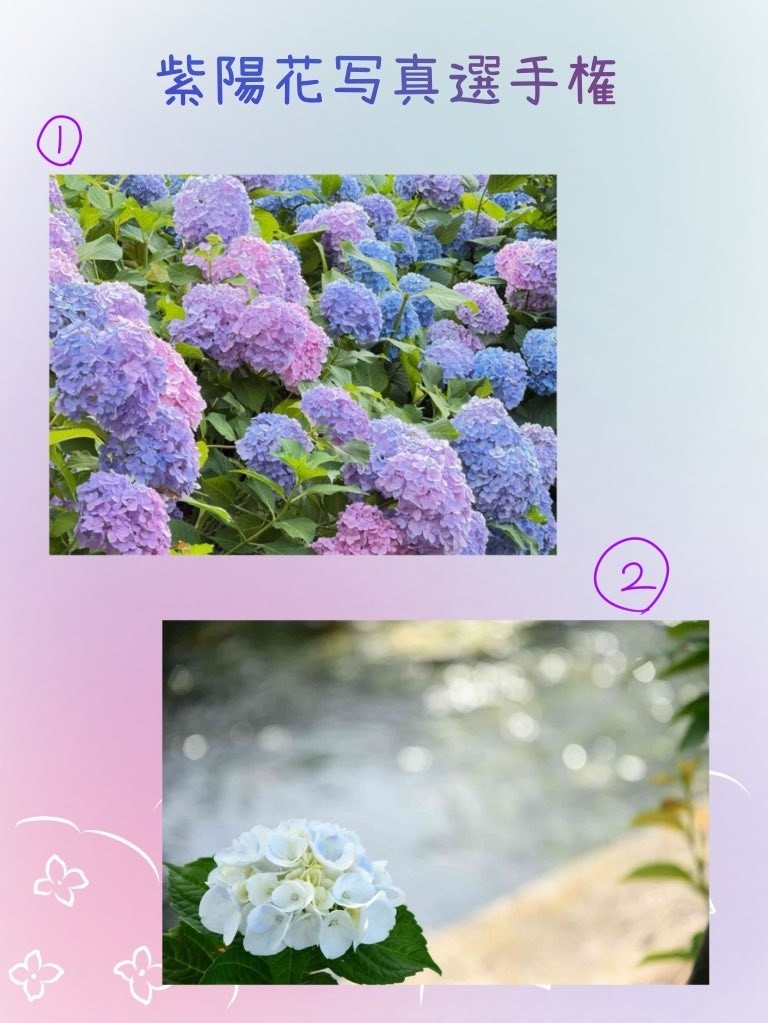 紫陽花写真選手権